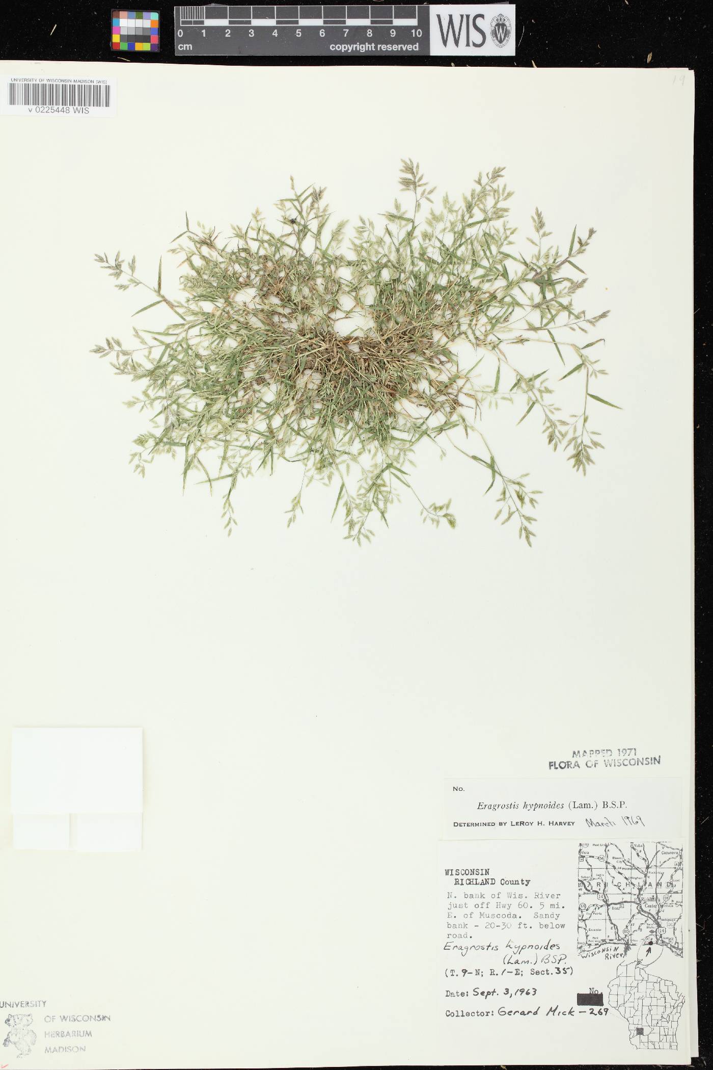 Eragrostis hypnoides image