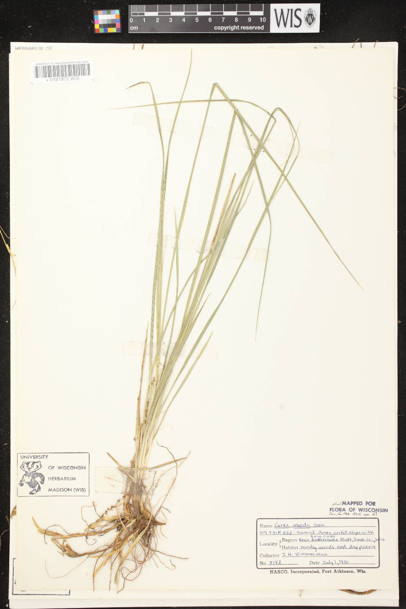 Carex meadii image