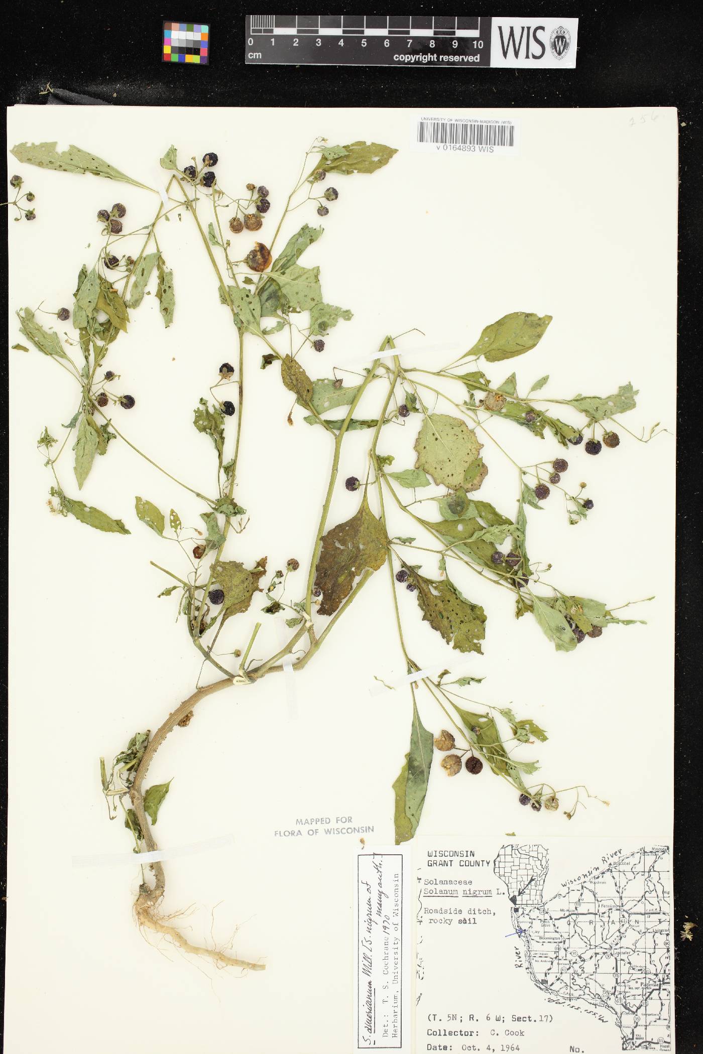 Solanum ptychanthum image