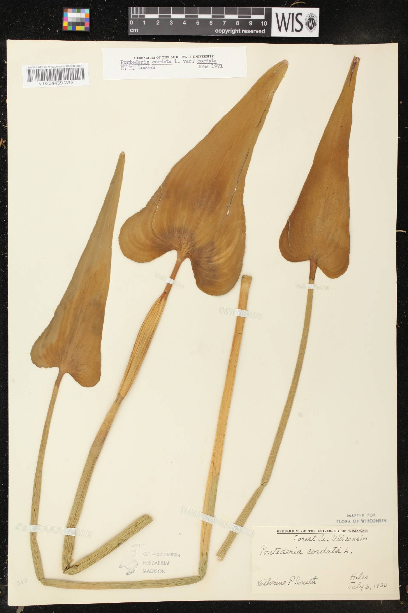 Pontederia cordata image