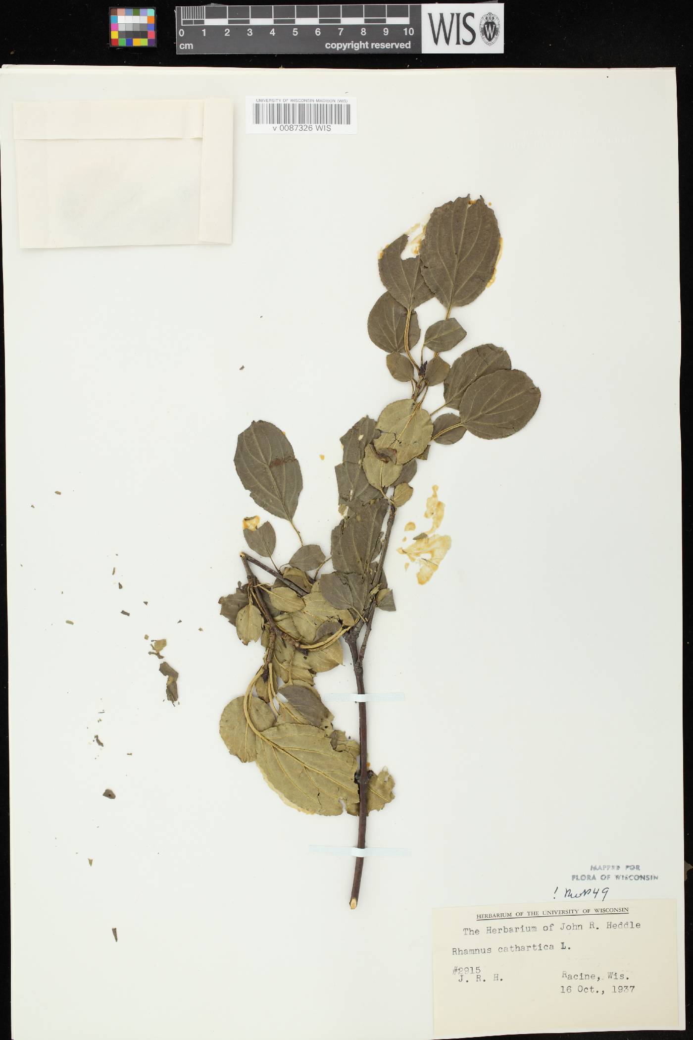 Rhamnus cathartica image