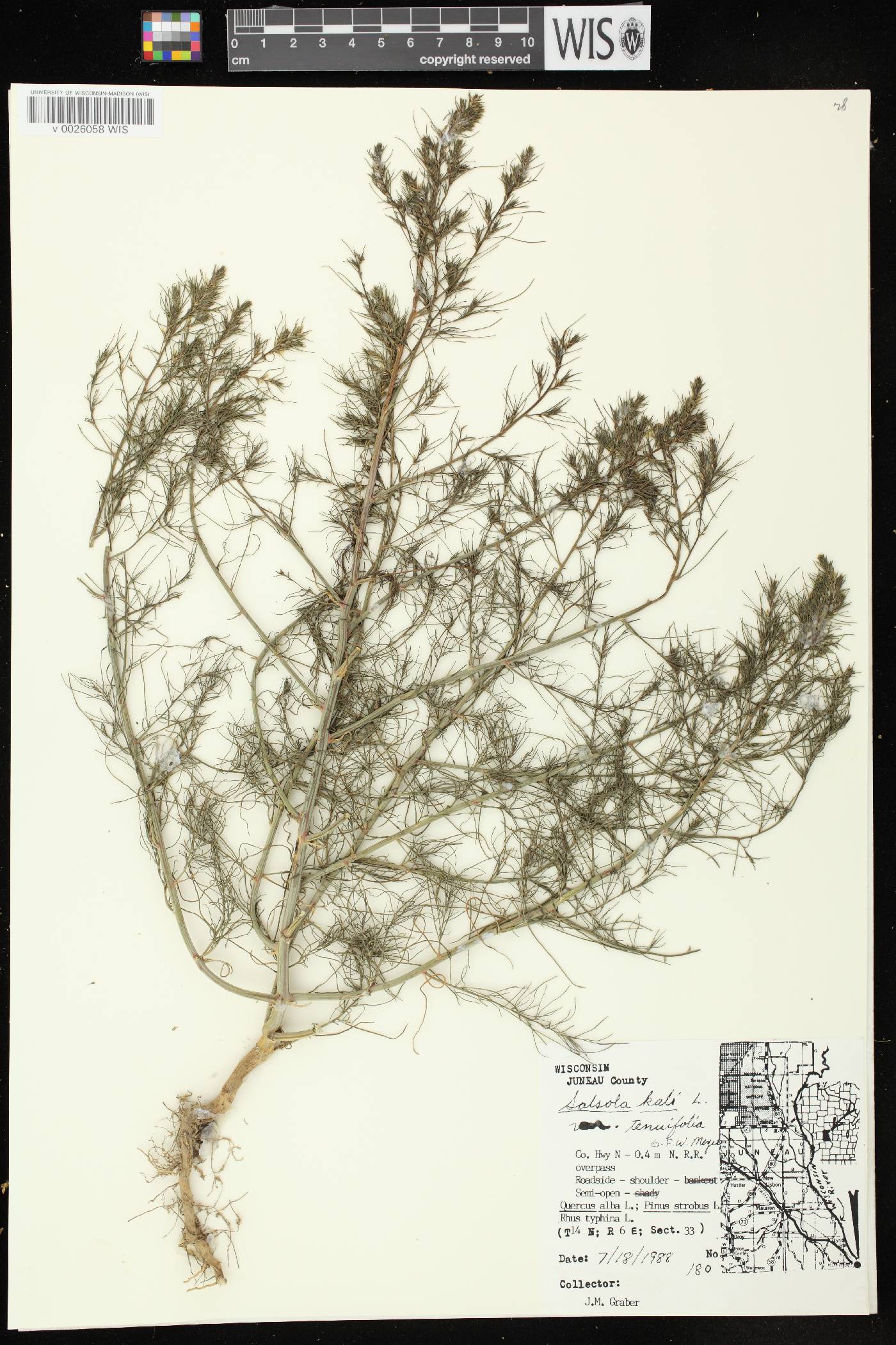 Salsola tragus image