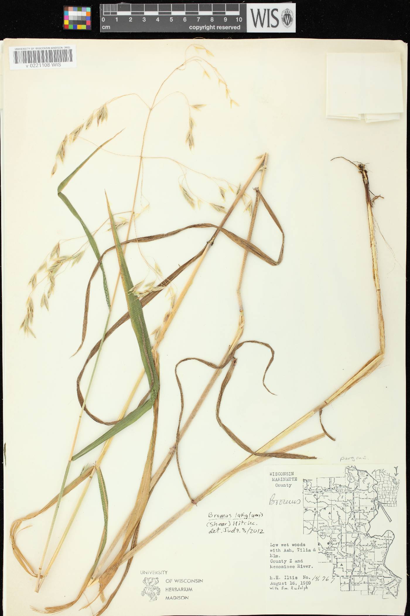 Bromus pubescens image