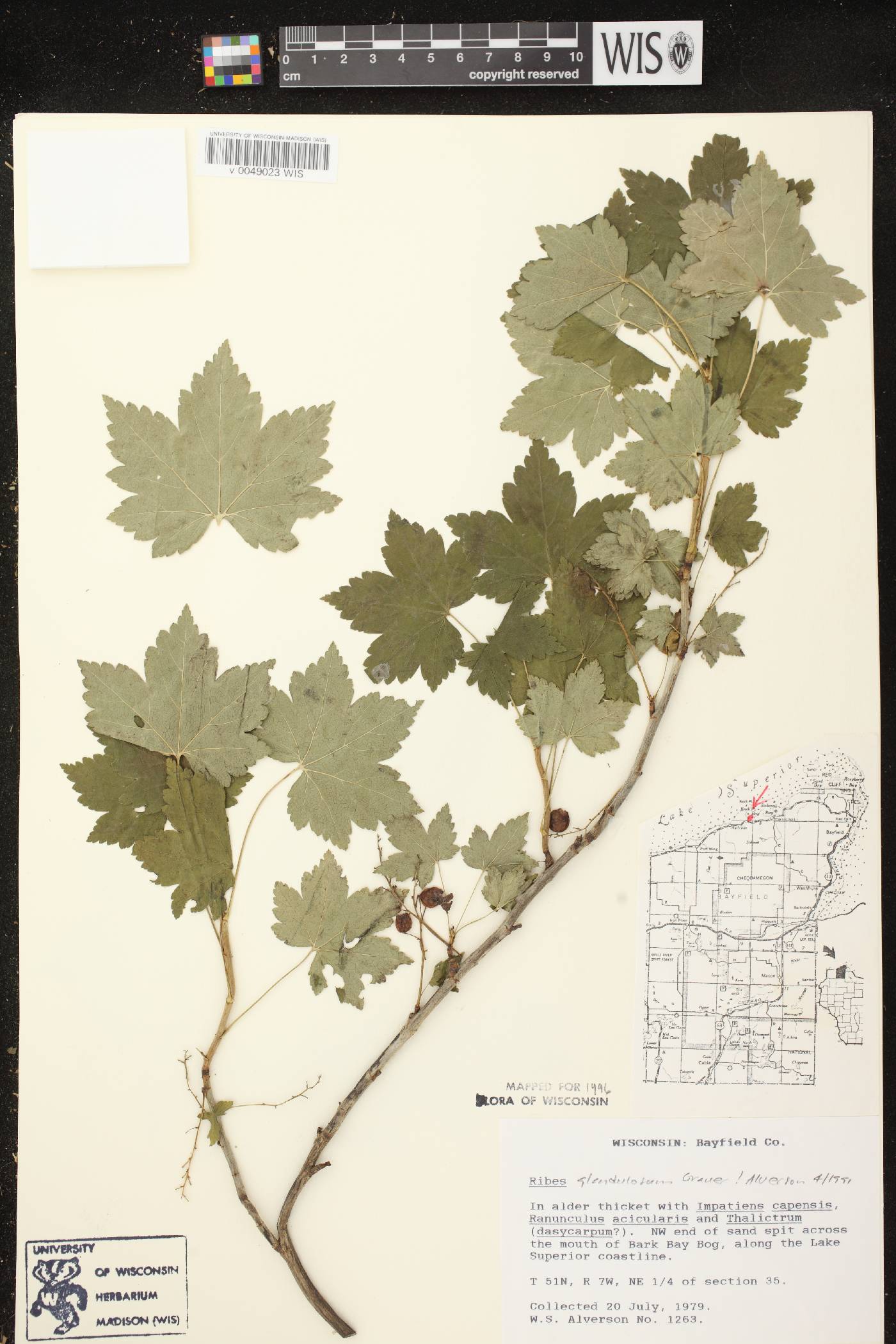 Ribes glandulosum image
