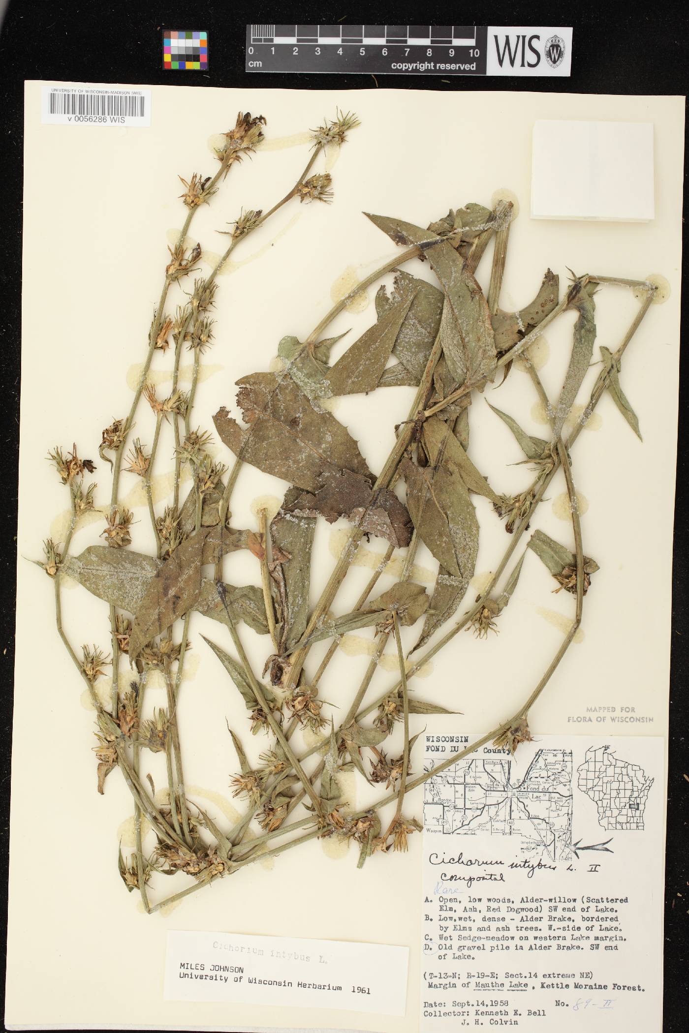 Cichorium intybus image