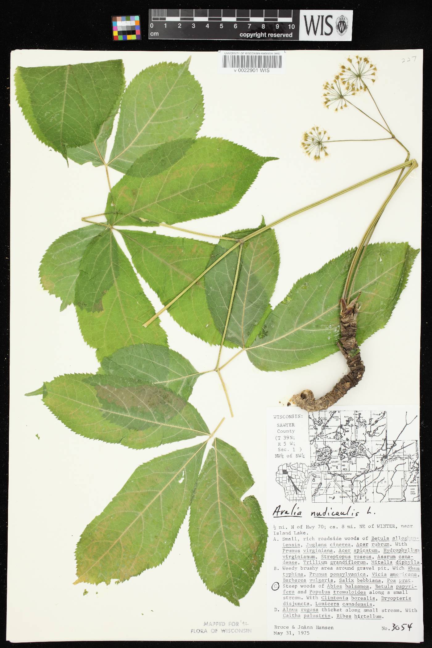 Aralia nudicaulis image