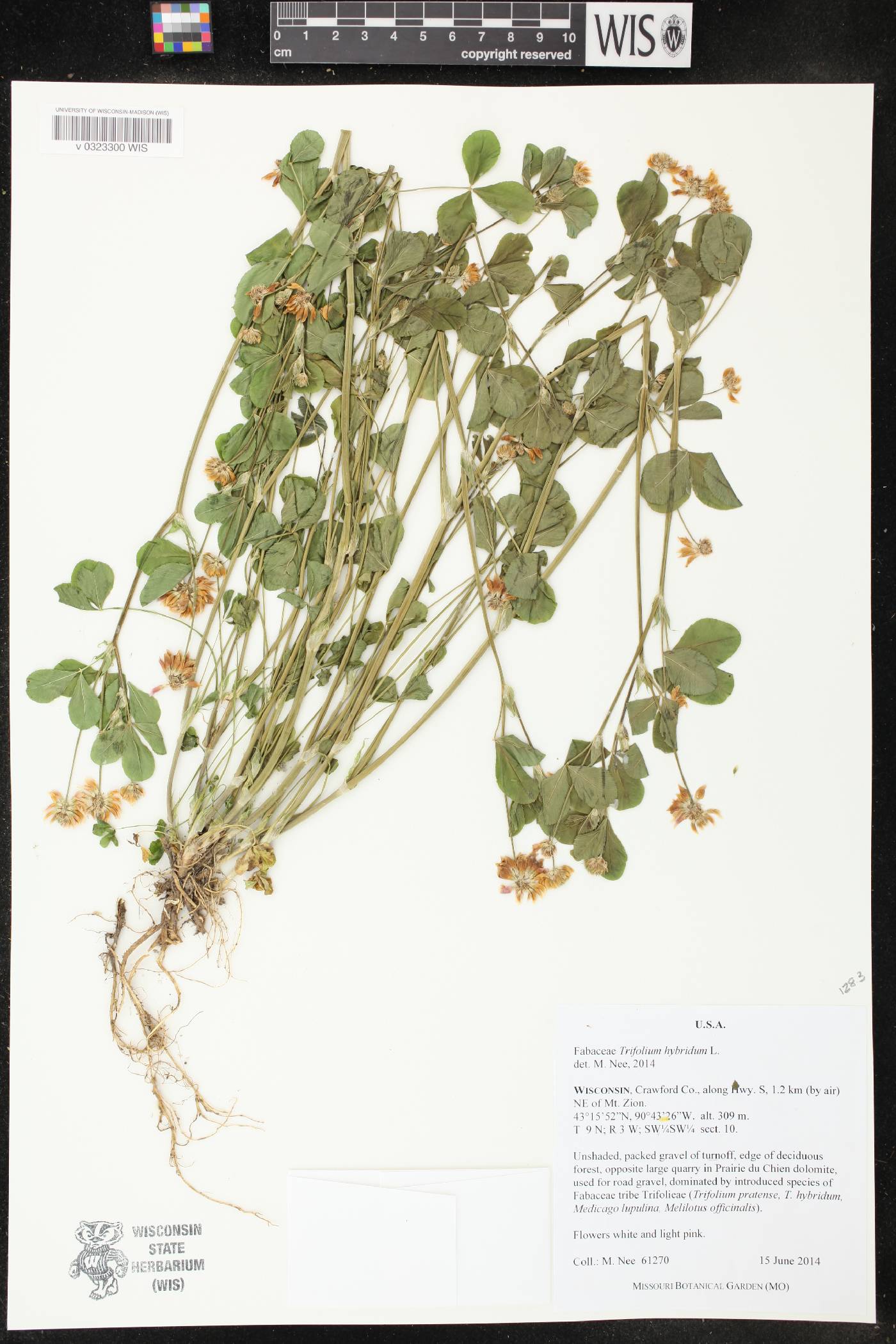 Trifolium hybridum image