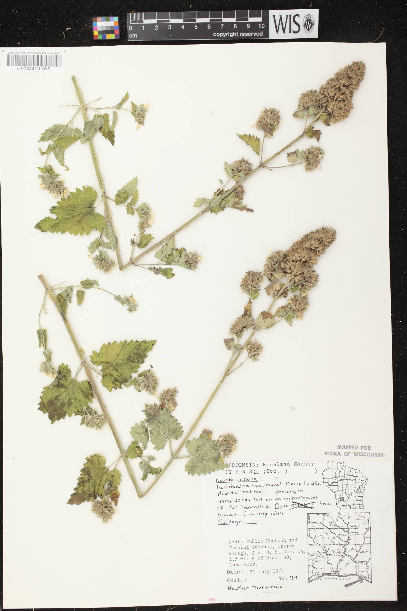 Nepeta cataria image