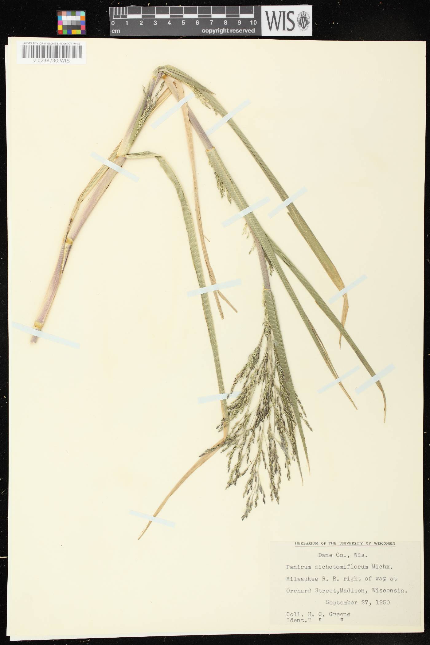 Panicum dichotomiflorum subsp. dichotomiflorum image