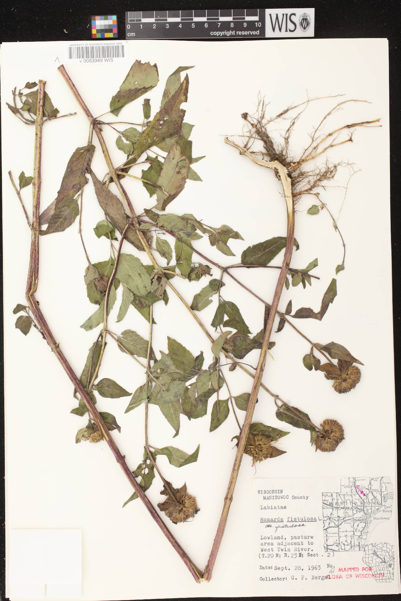 Monarda fistulosa subsp. fistulosa image