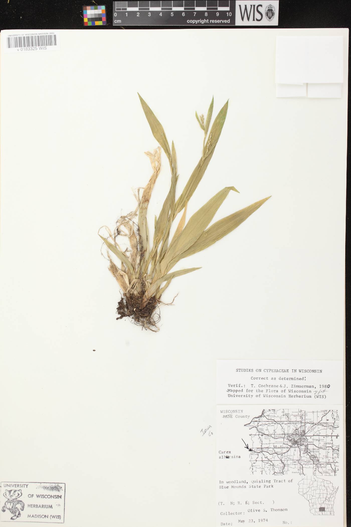 Carex albursina image