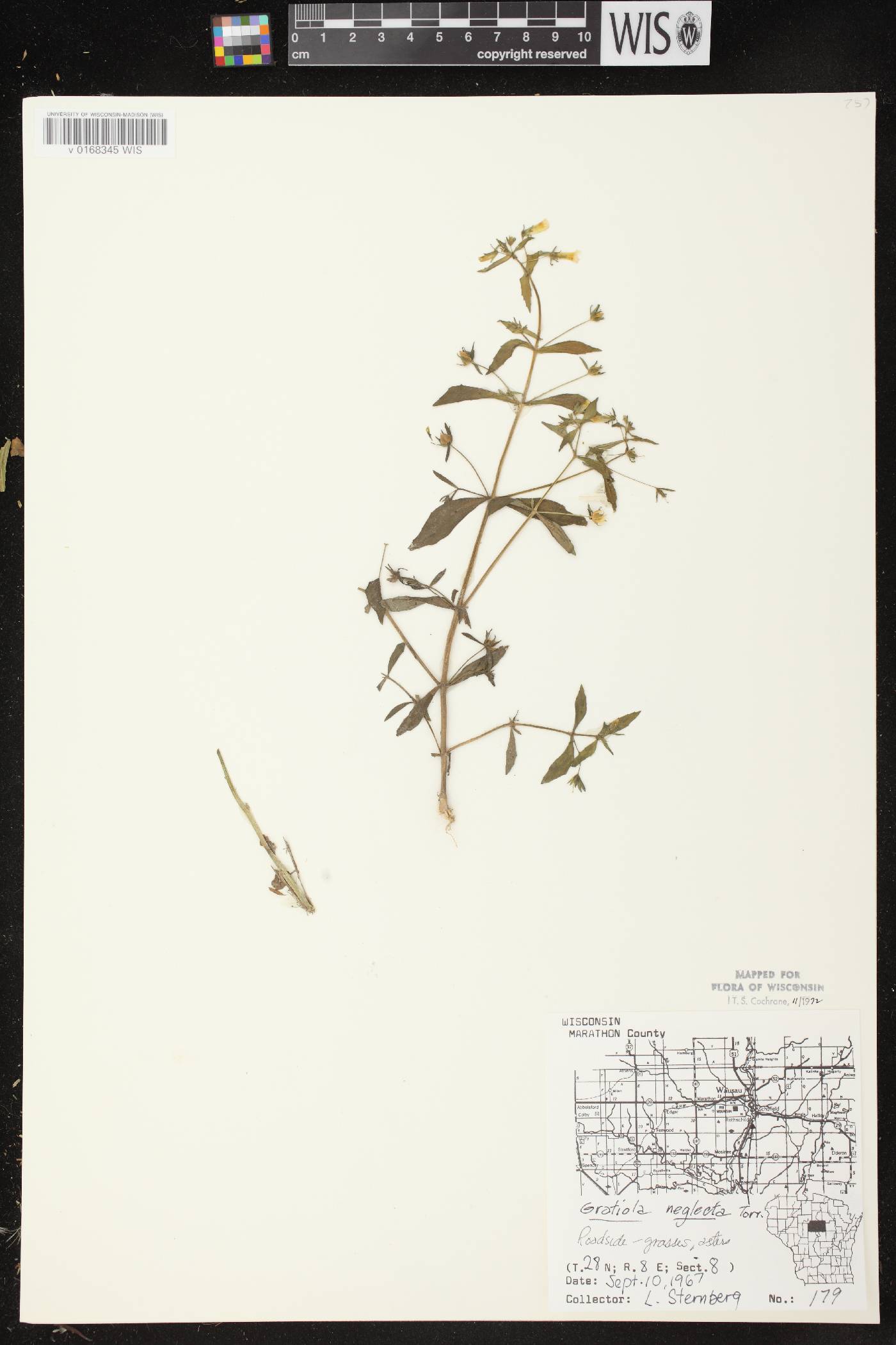 Gratiola neglecta image