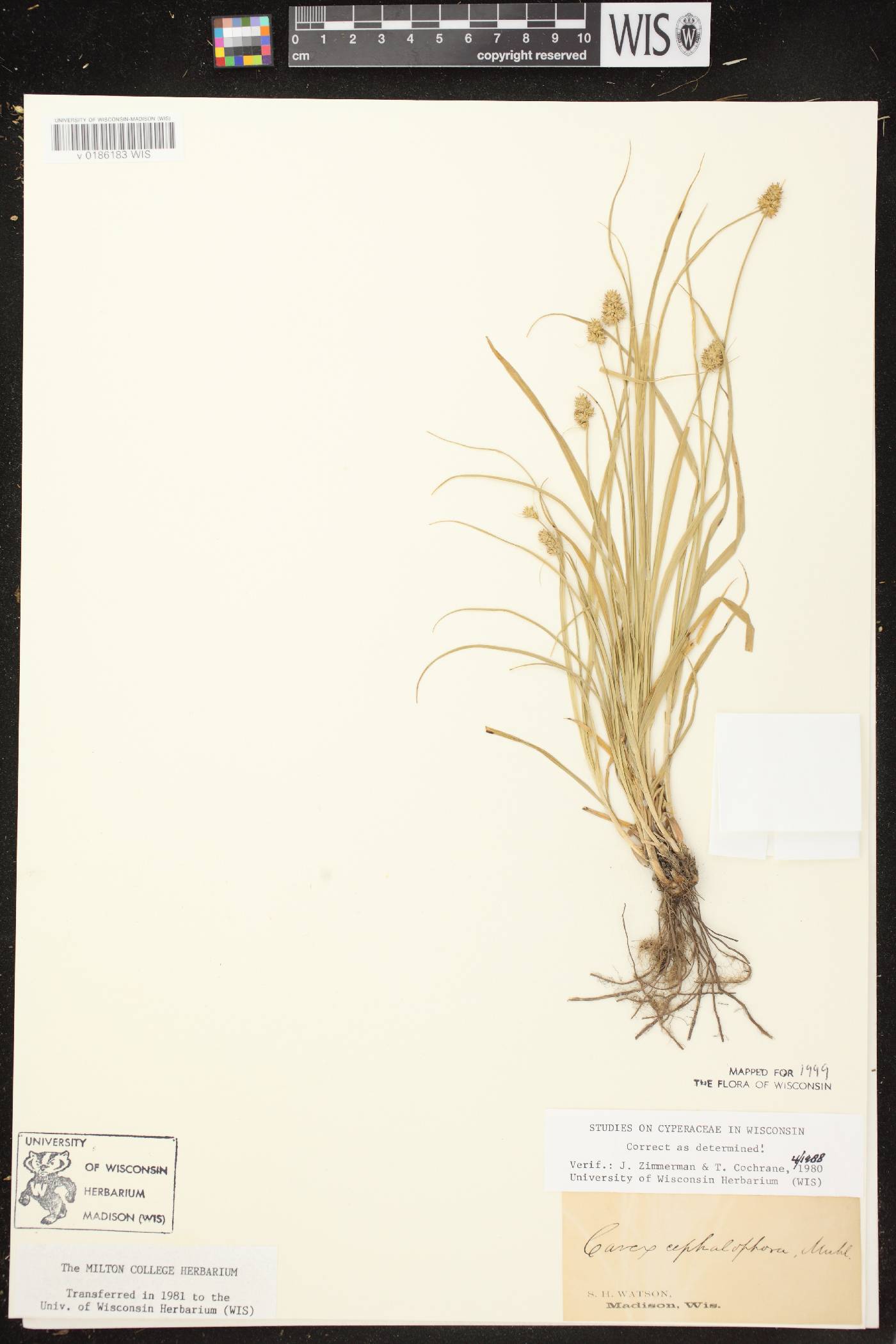 Carex cephalophora image