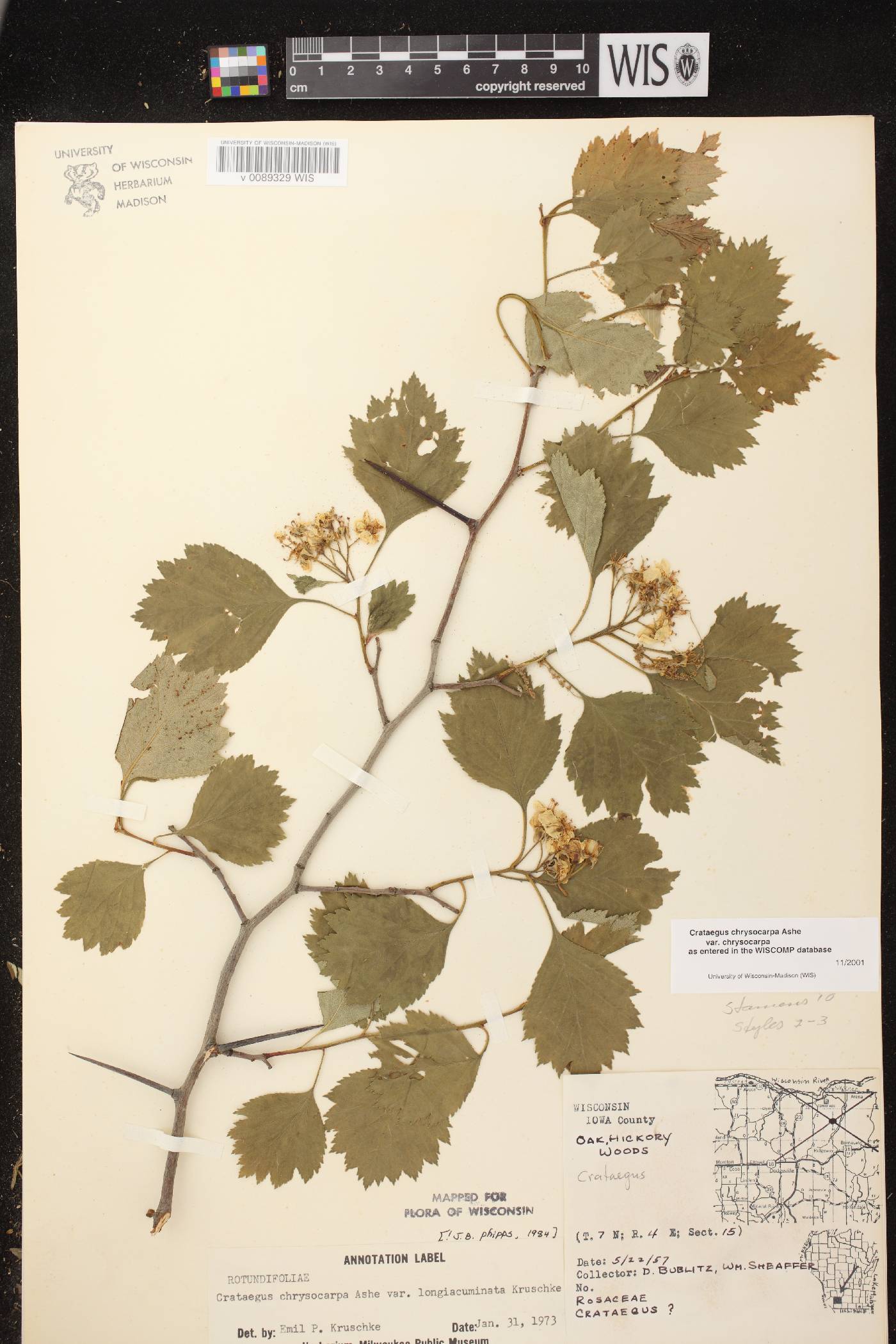 Crataegus chrysocarpa var. chrysocarpa image