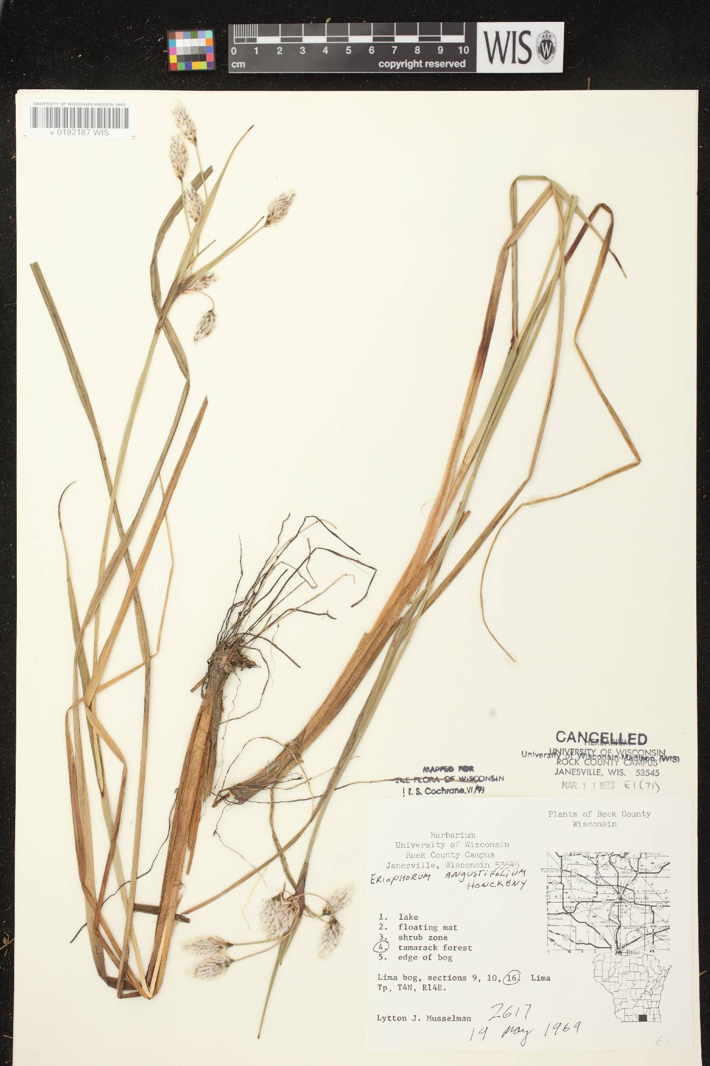 Eriophorum angustifolium image