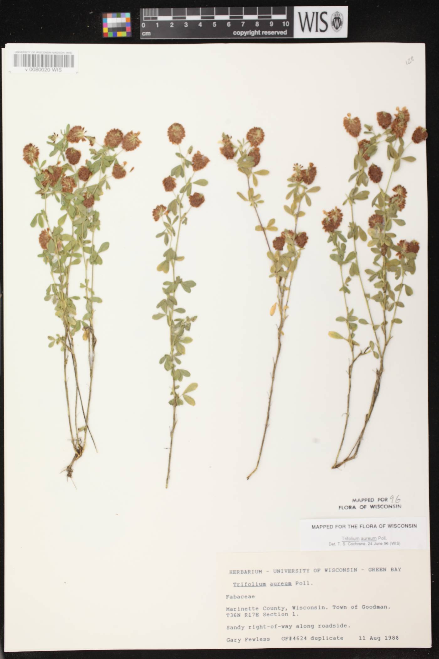 Trifolium aureum image