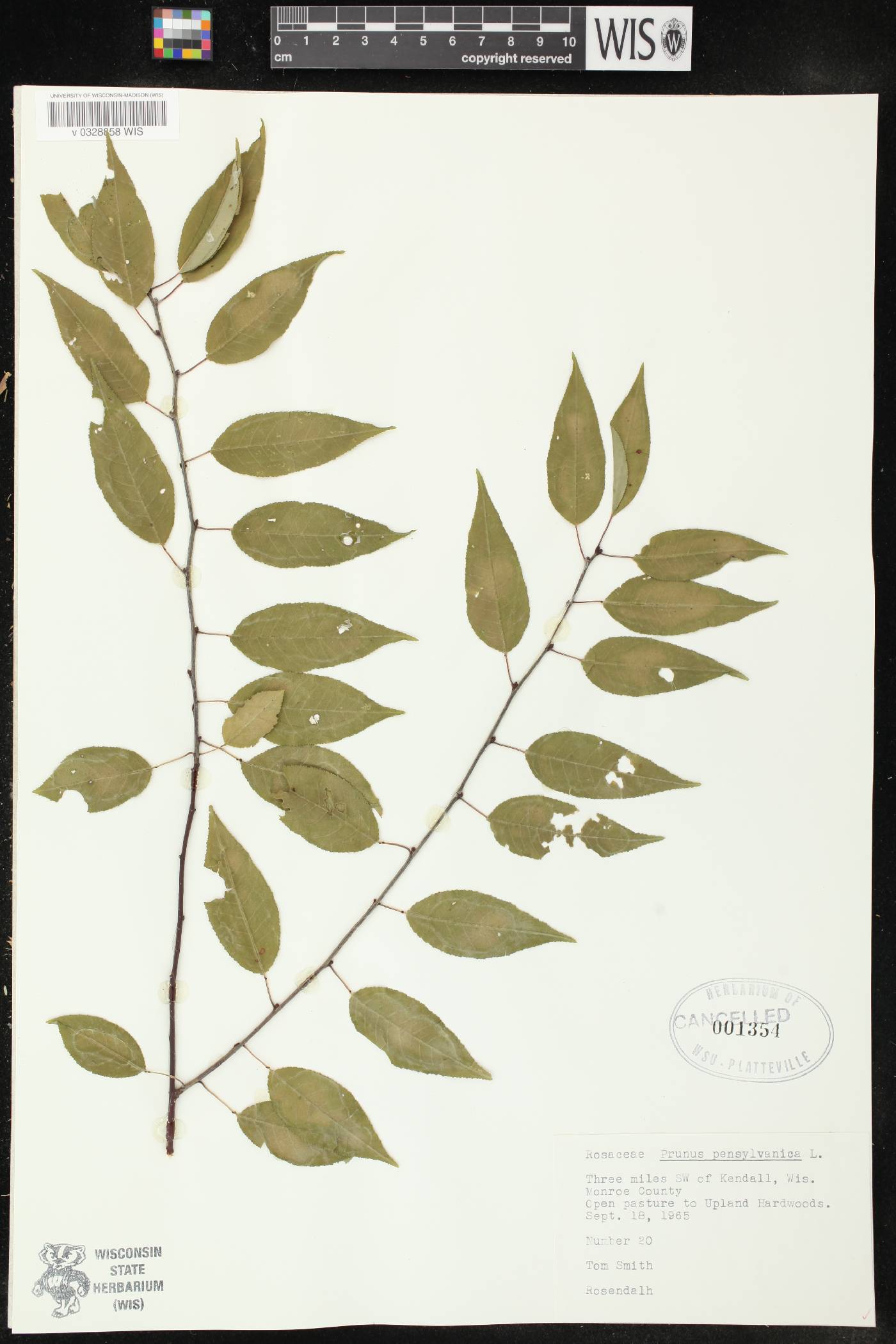 Prunus pensylvanica image