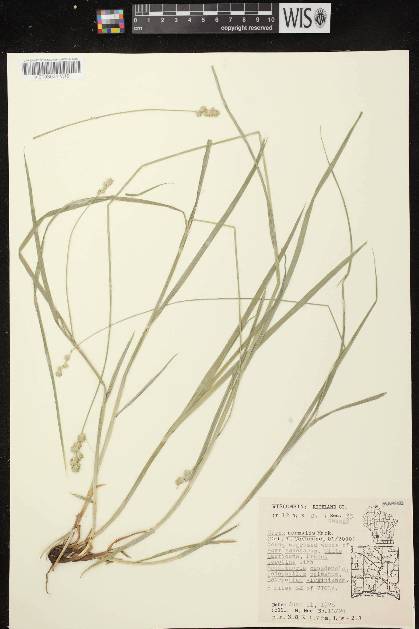 Carex normalis image