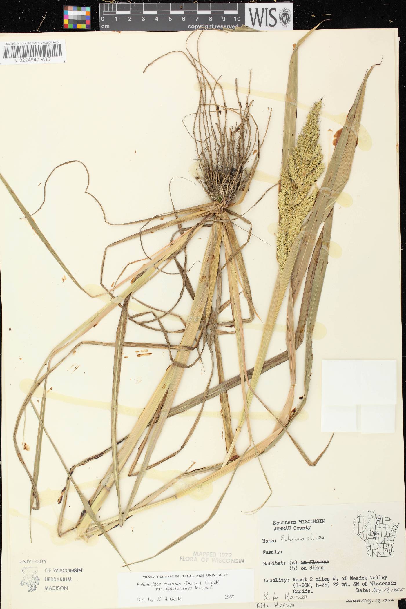 Echinochloa muricata var. microstachya image