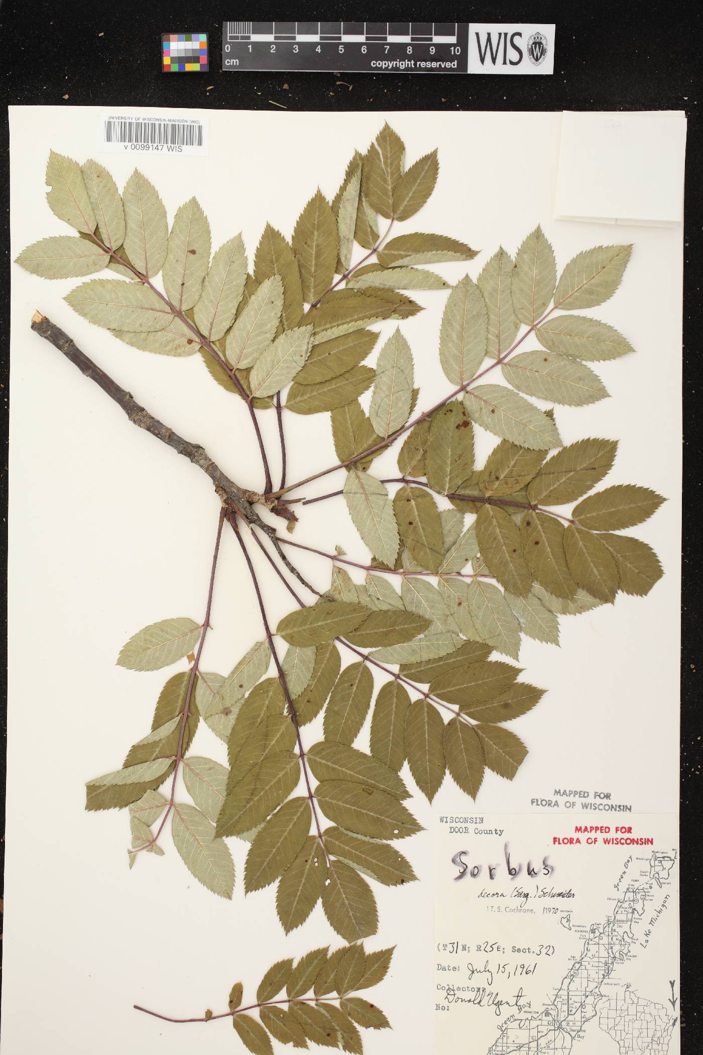 Sorbus decora image
