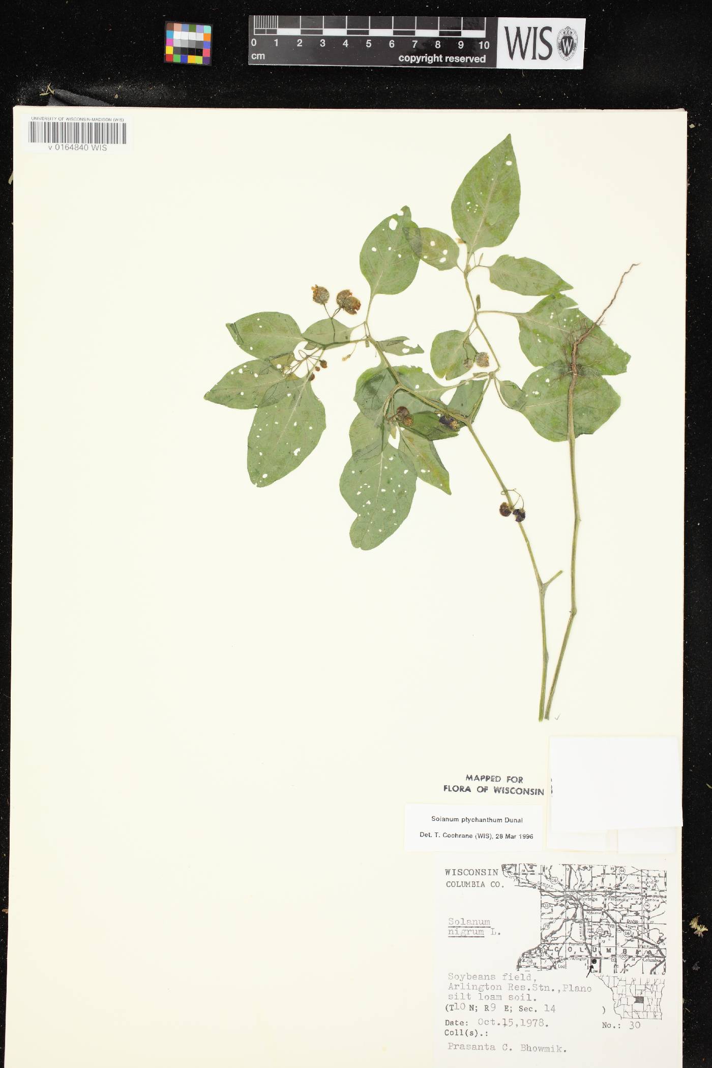 Solanum ptychanthum image