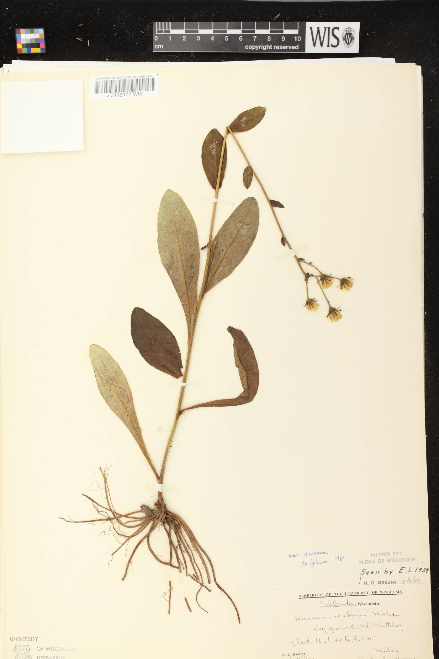 Hieracium scabrum image