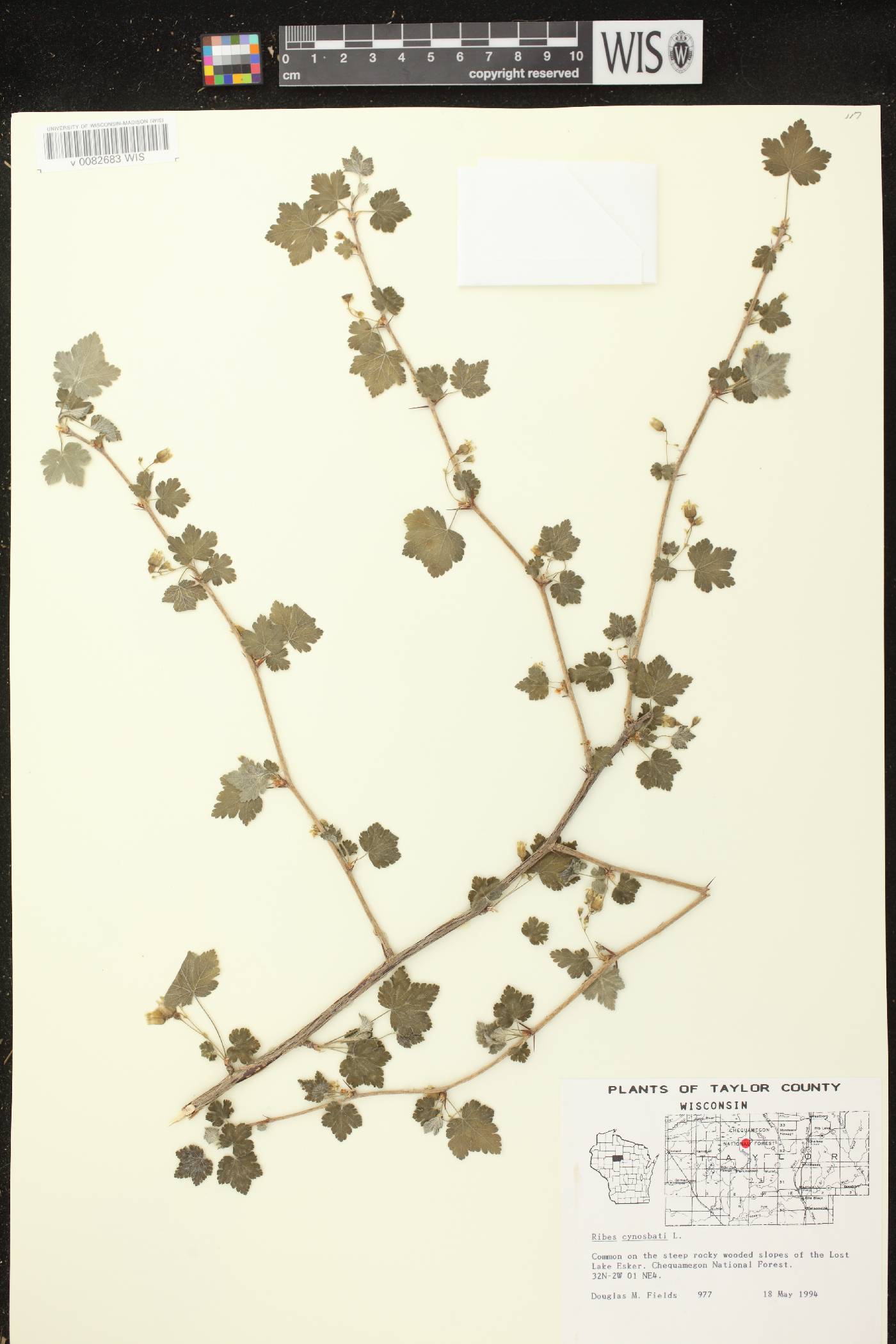 Ribes cynosbati image