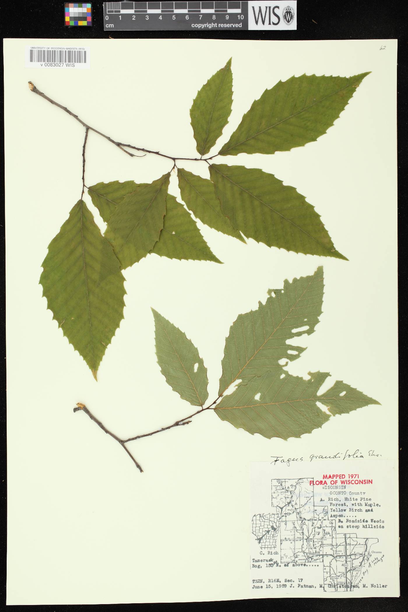 Fagus grandifolia image