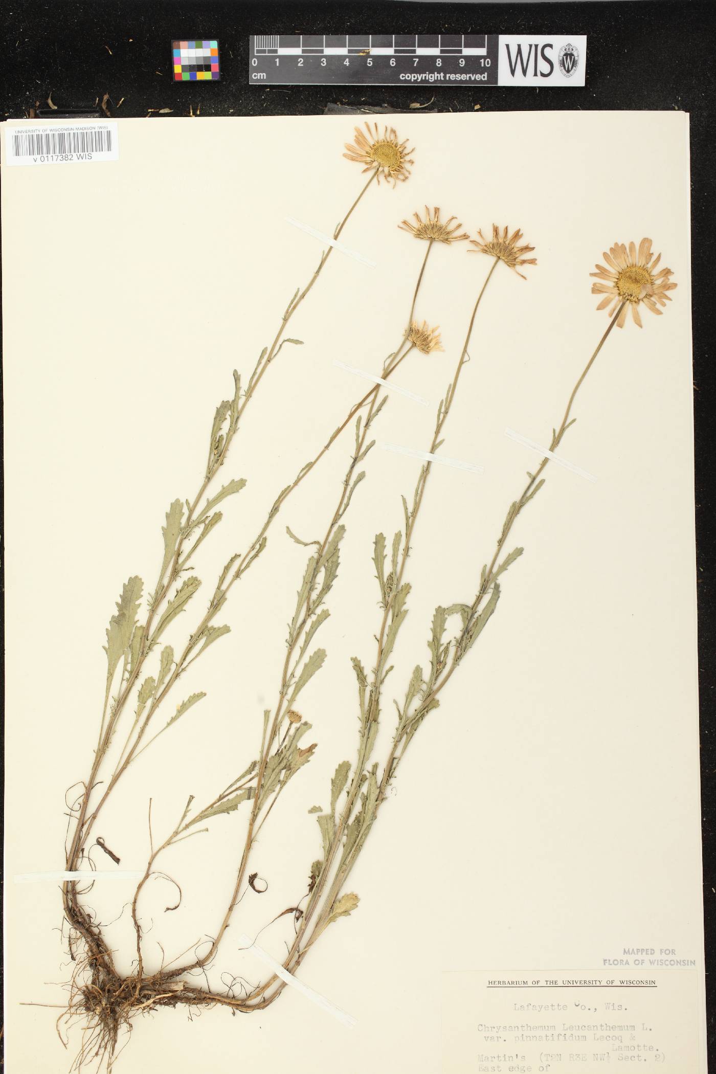 Leucanthemum vulgare image
