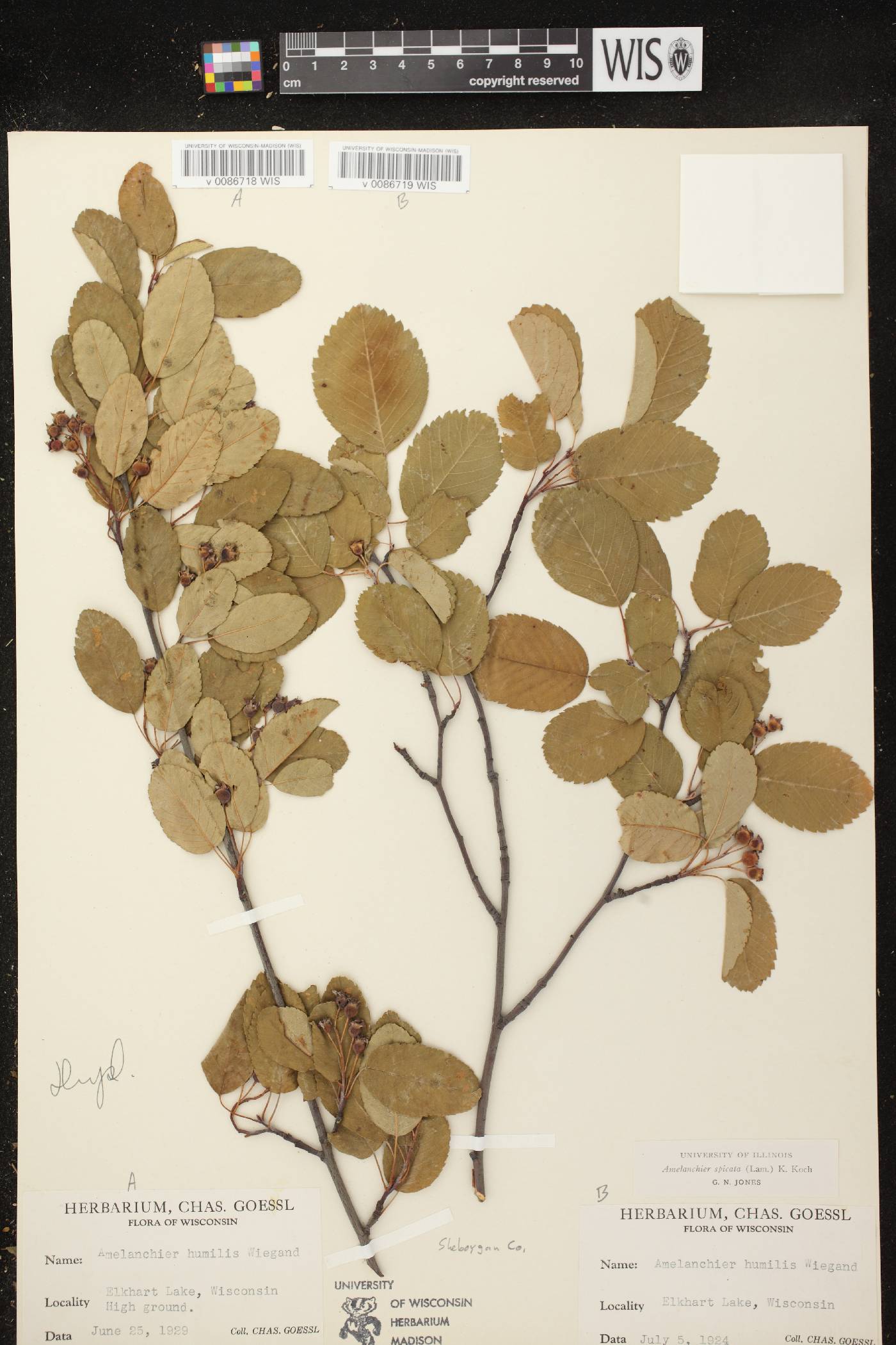 Amelanchier spicata image