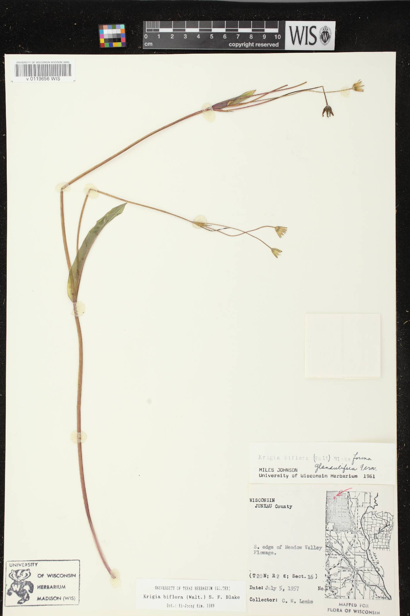 Krigia biflora subsp. glandulifera image