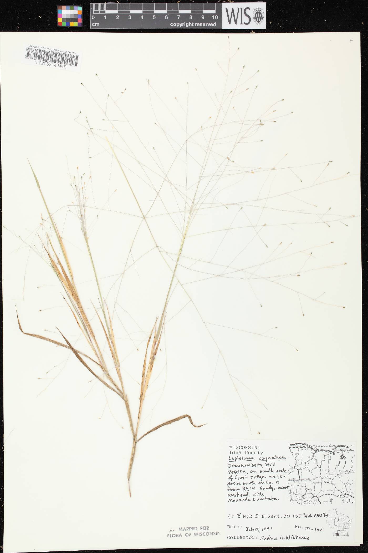 Digitaria cognata image