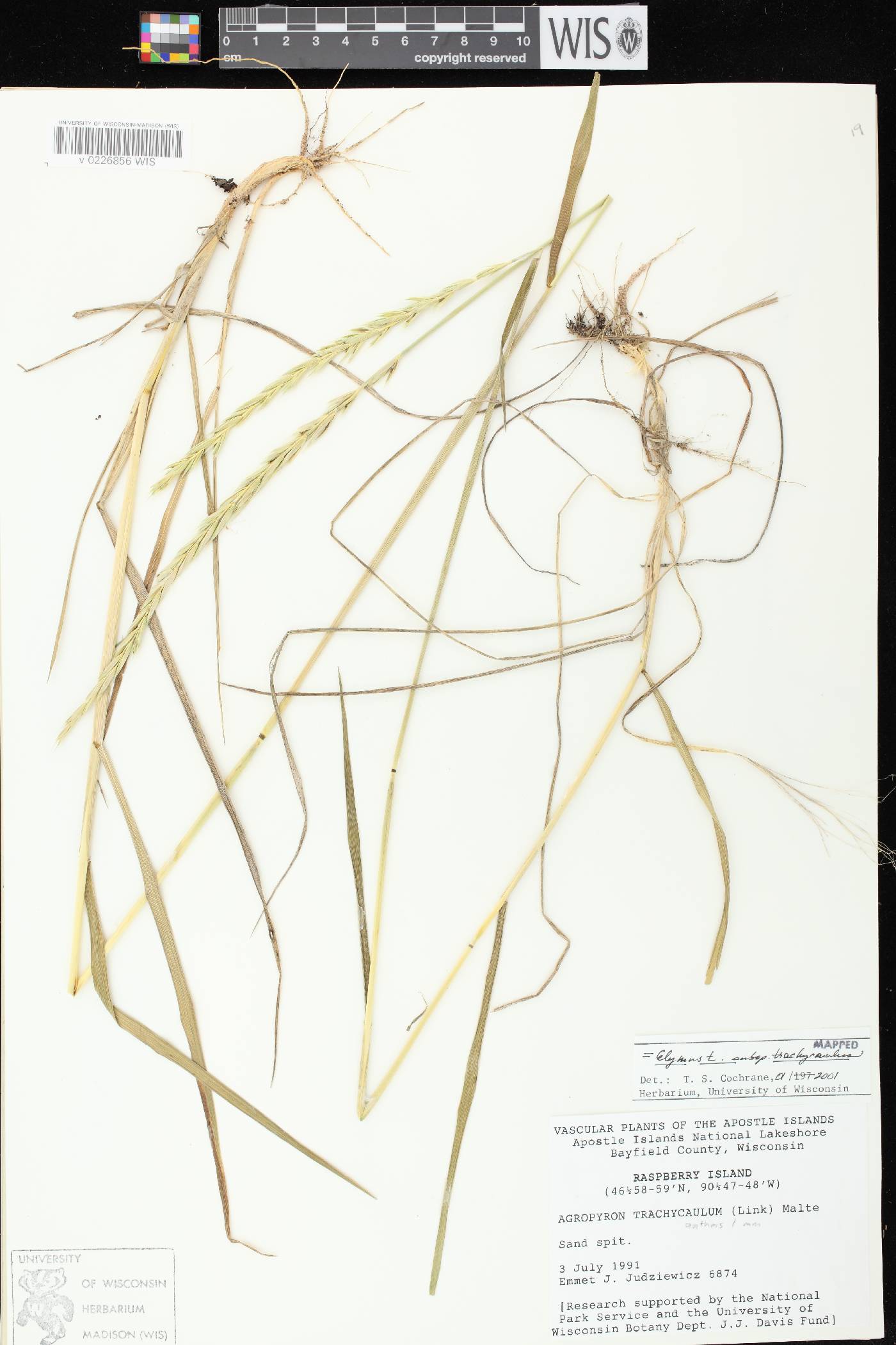 Elymus trachycaulus subsp. trachycaulus image