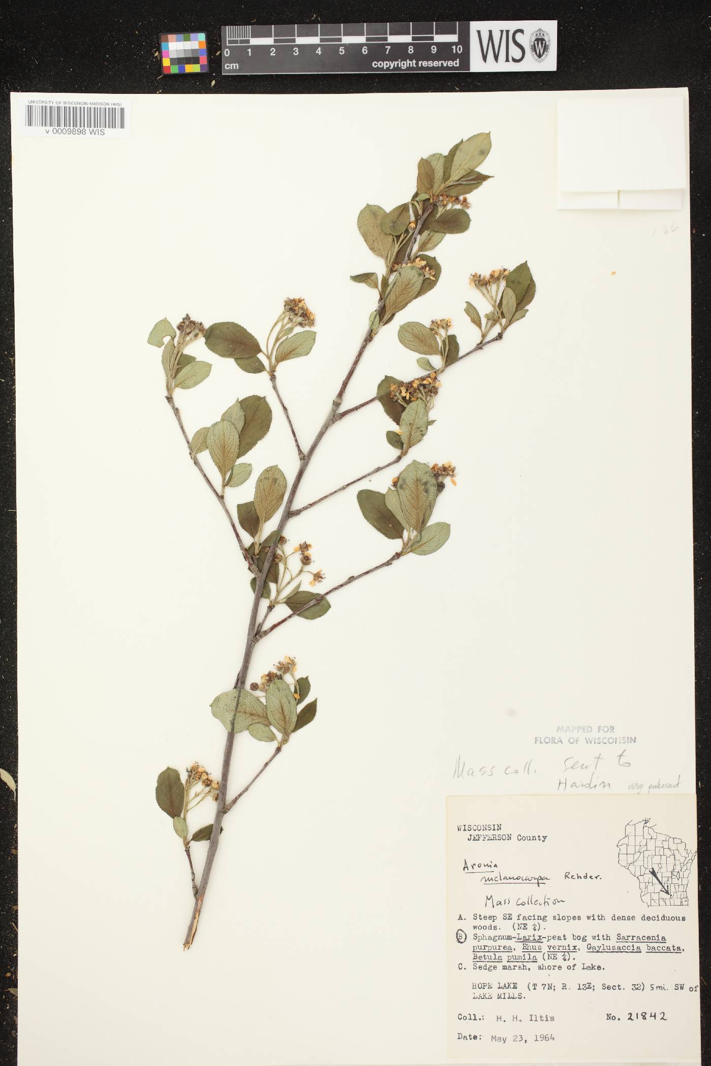 Aronia x prunifolia image