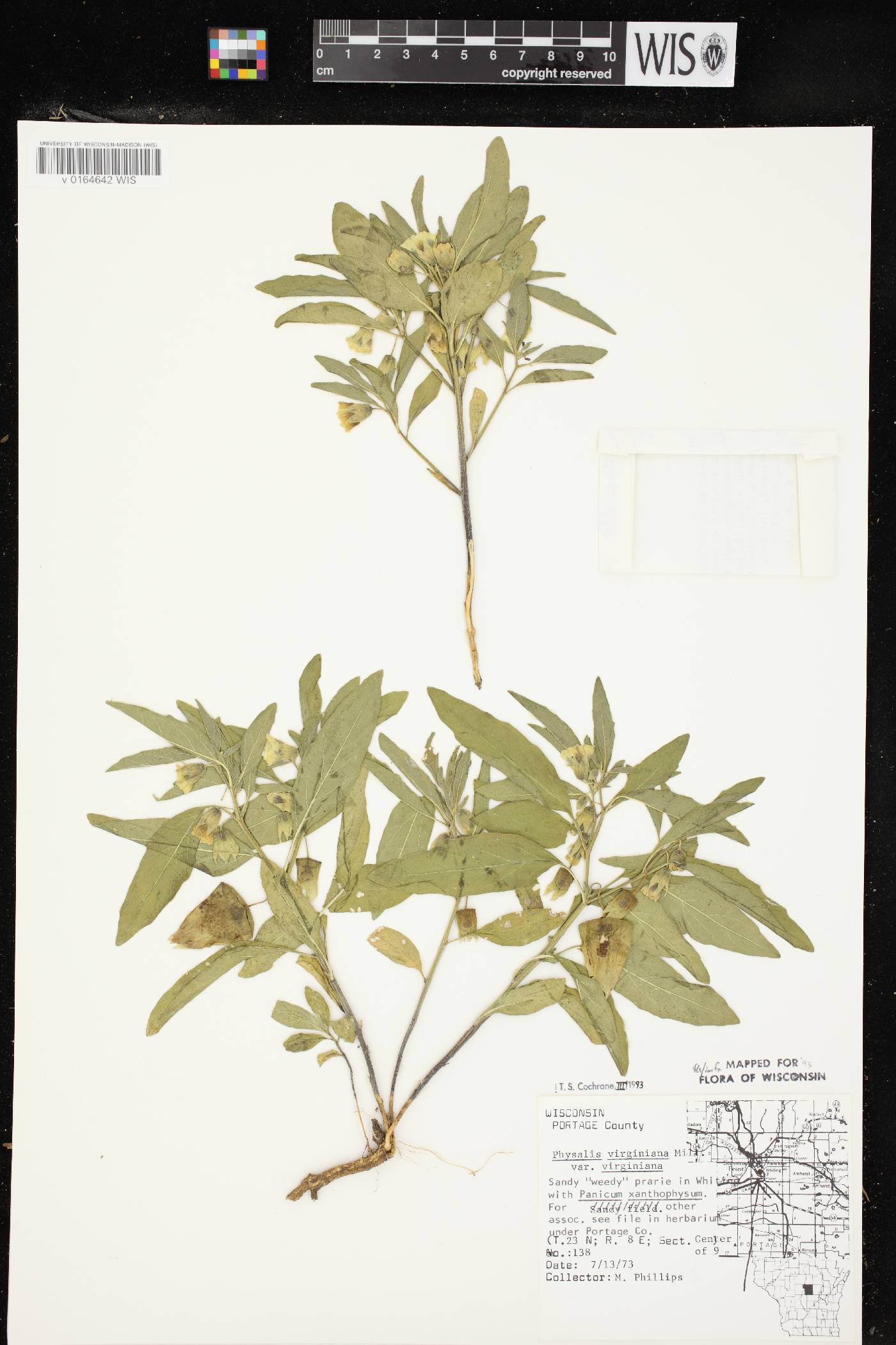 Physalis virginiana var. virginiana image