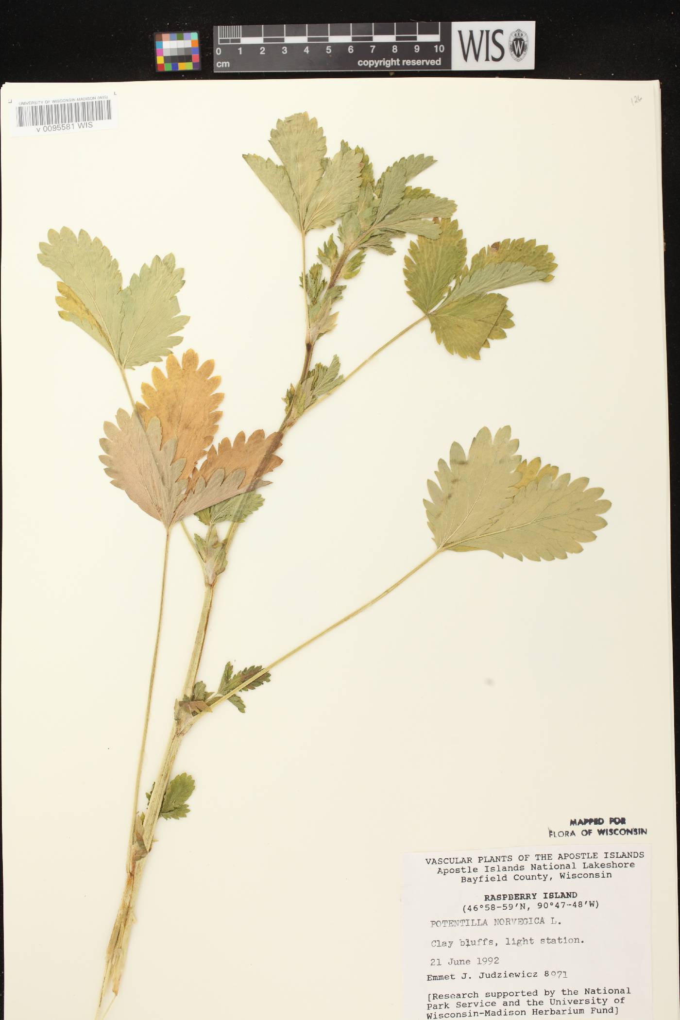Potentilla norvegica image