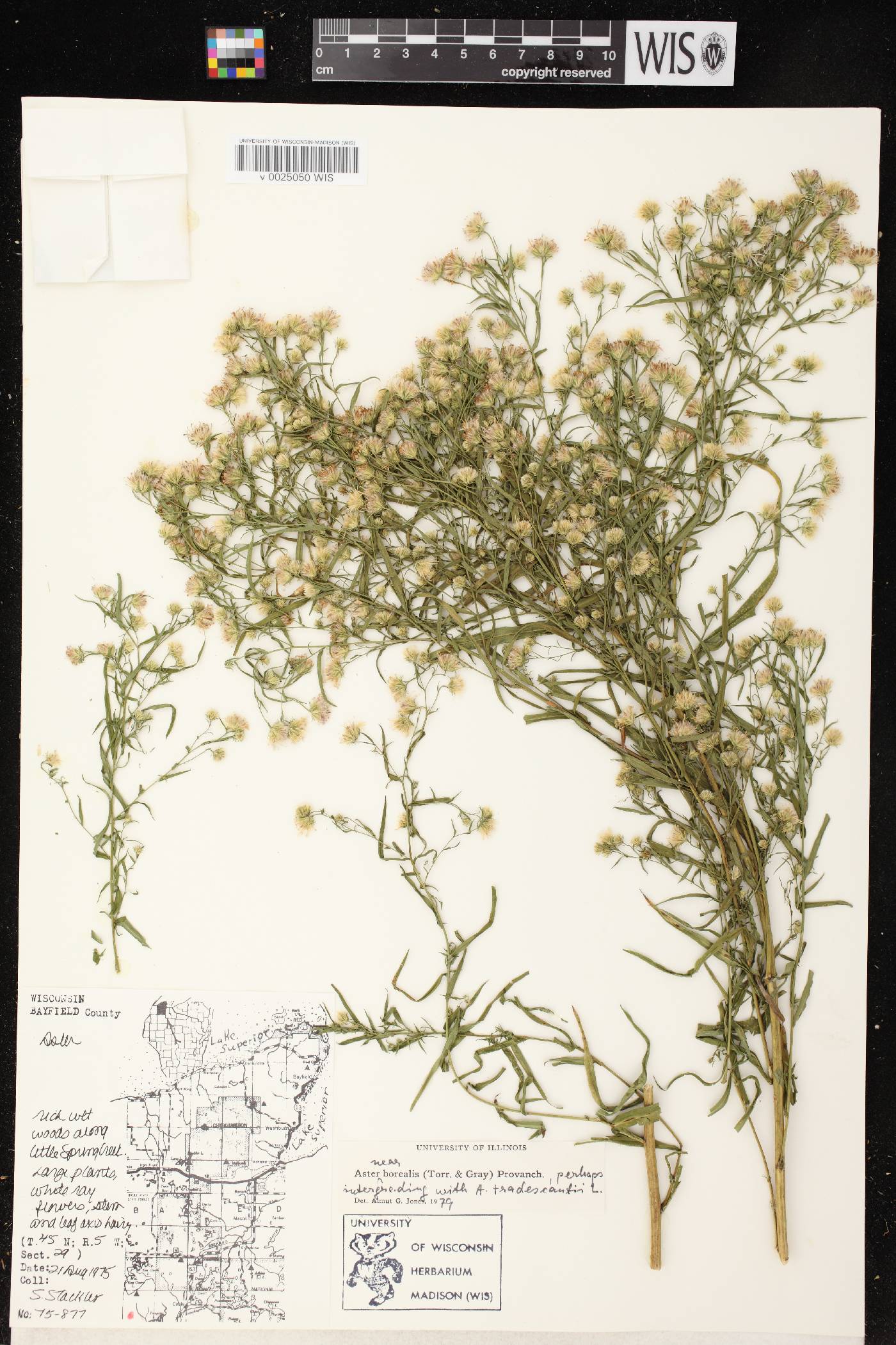 Symphyotrichum boreale image