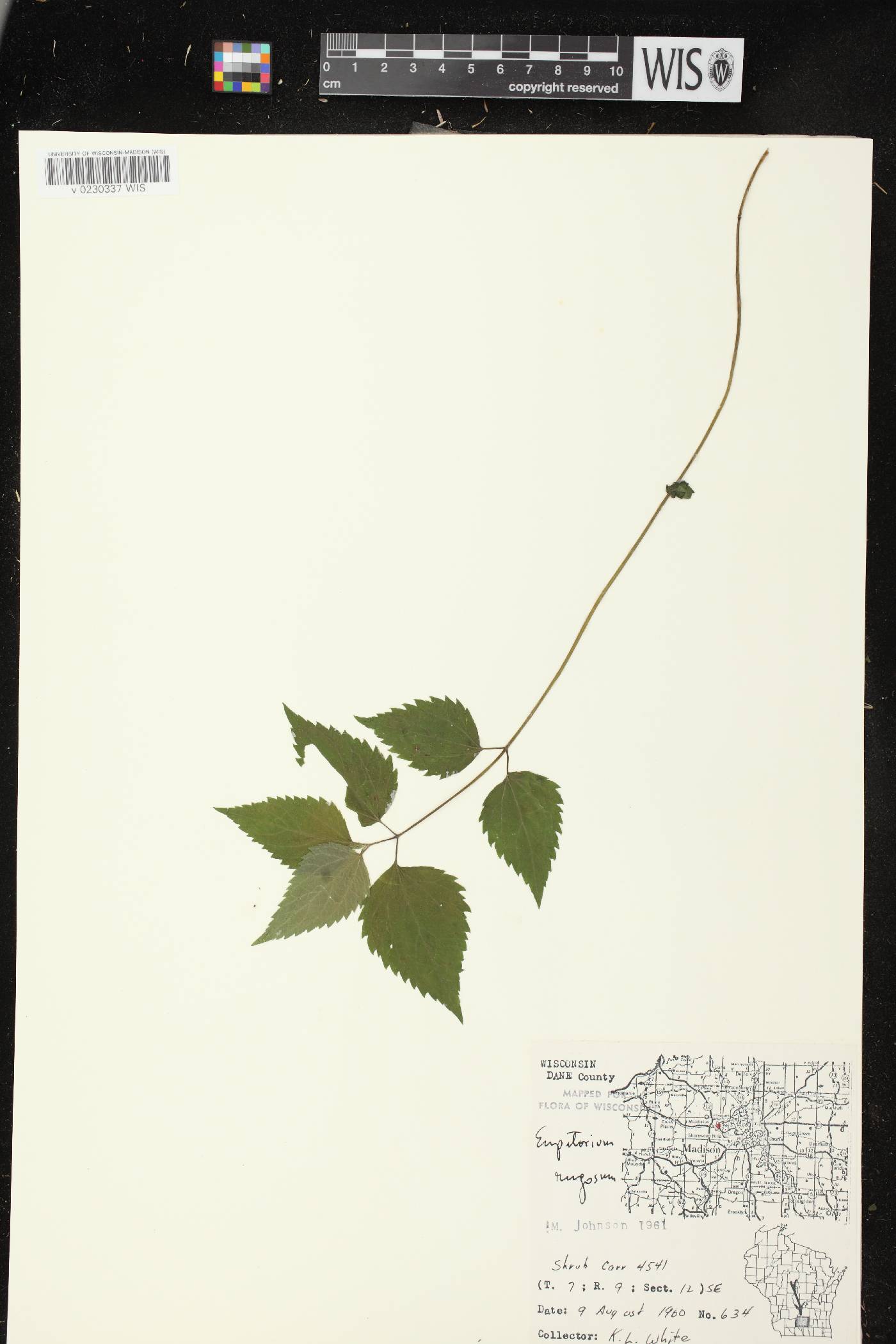 Ageratina altissima image