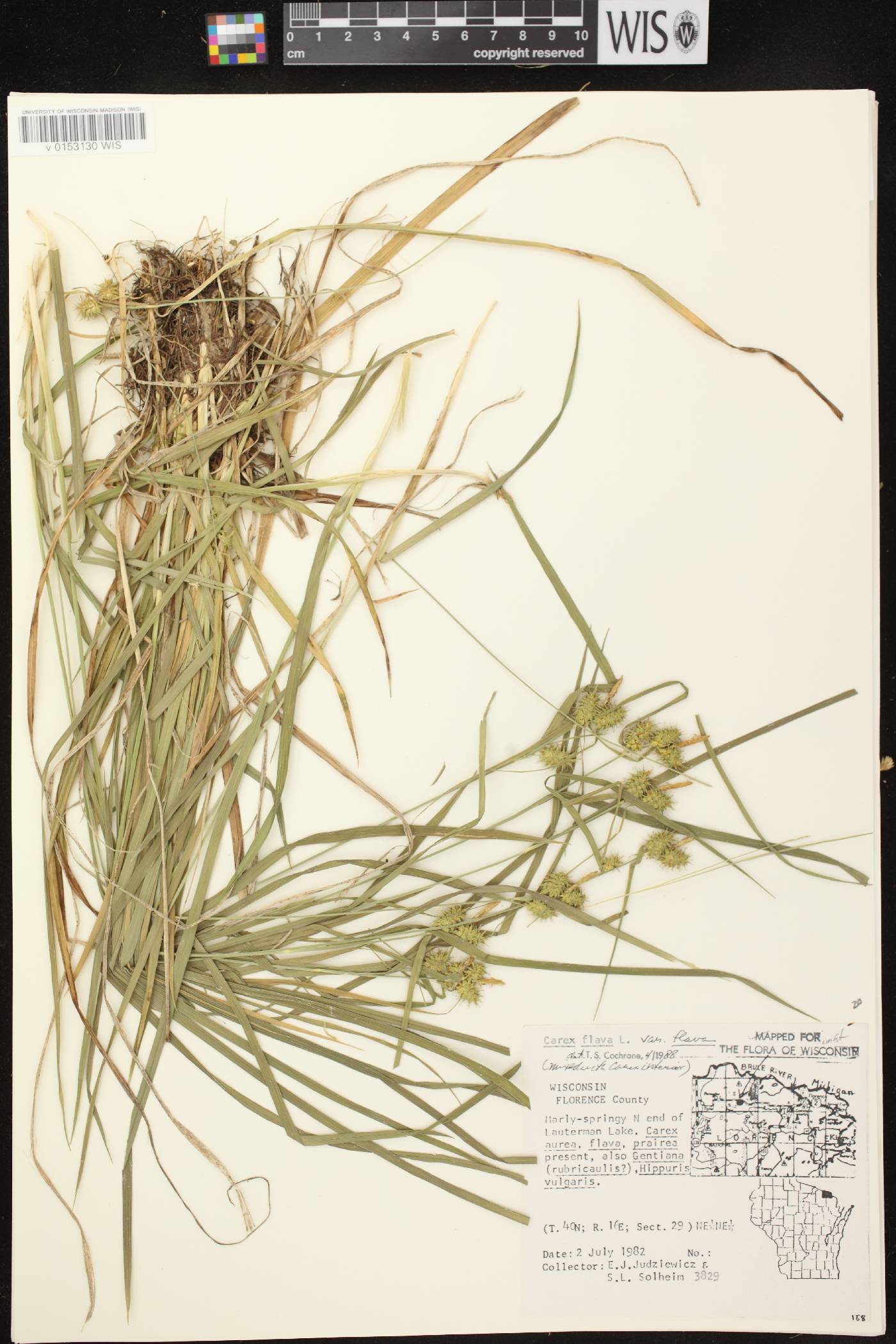Carex flava image