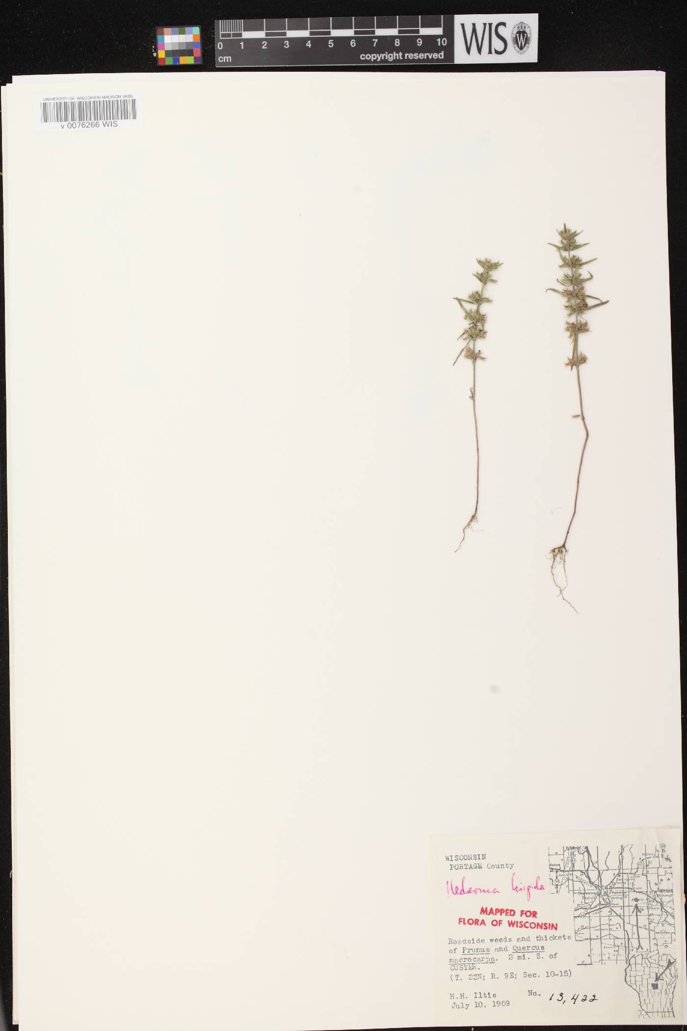 Hedeoma hispida image