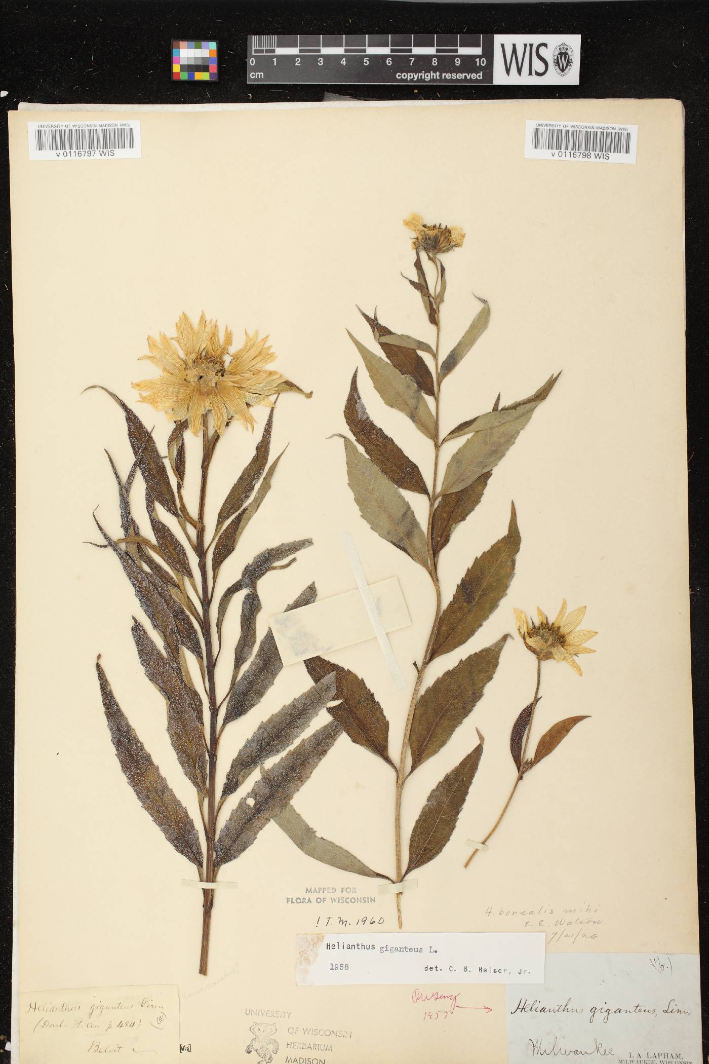 Helianthus giganteus image