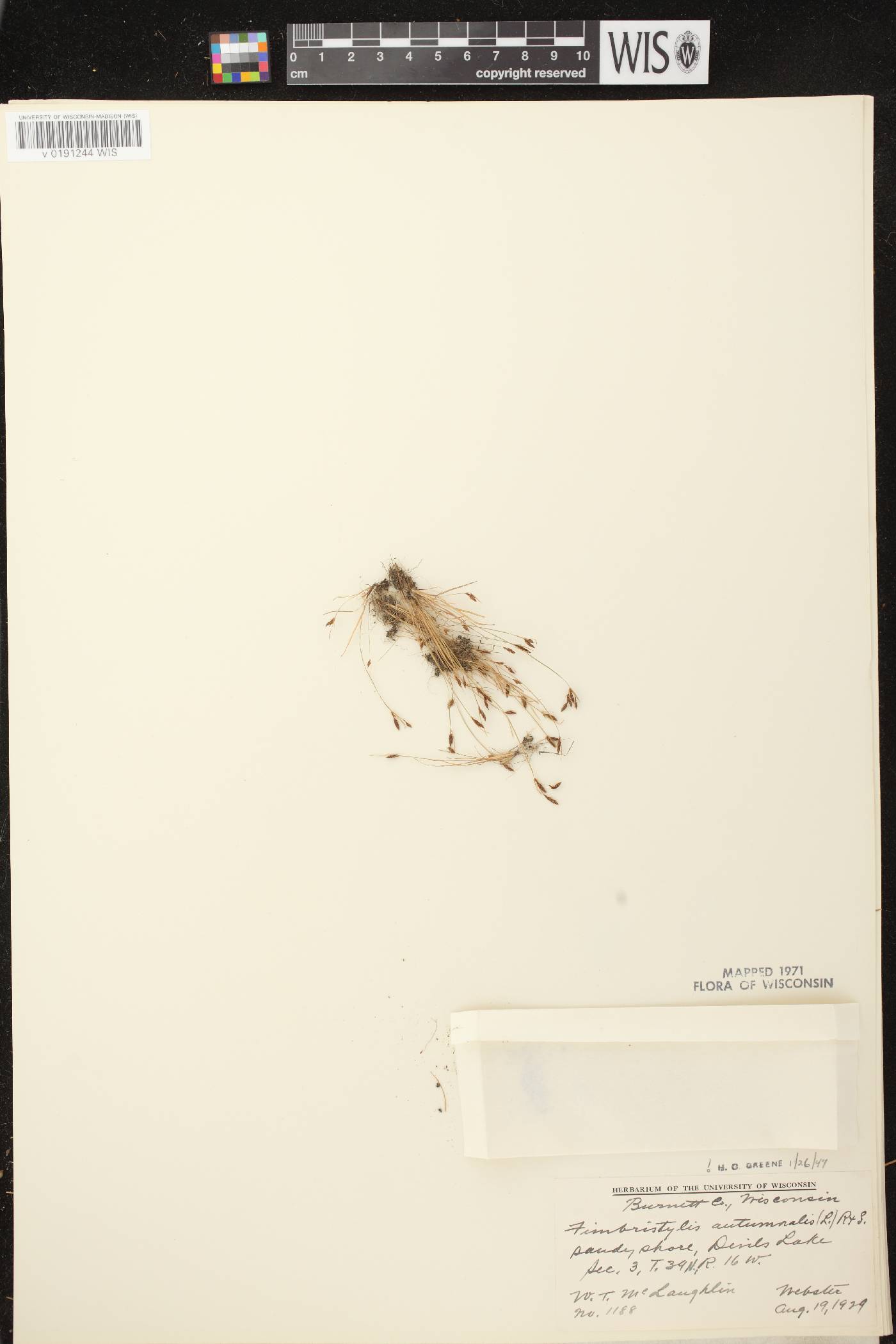 Fimbristylis autumnalis image