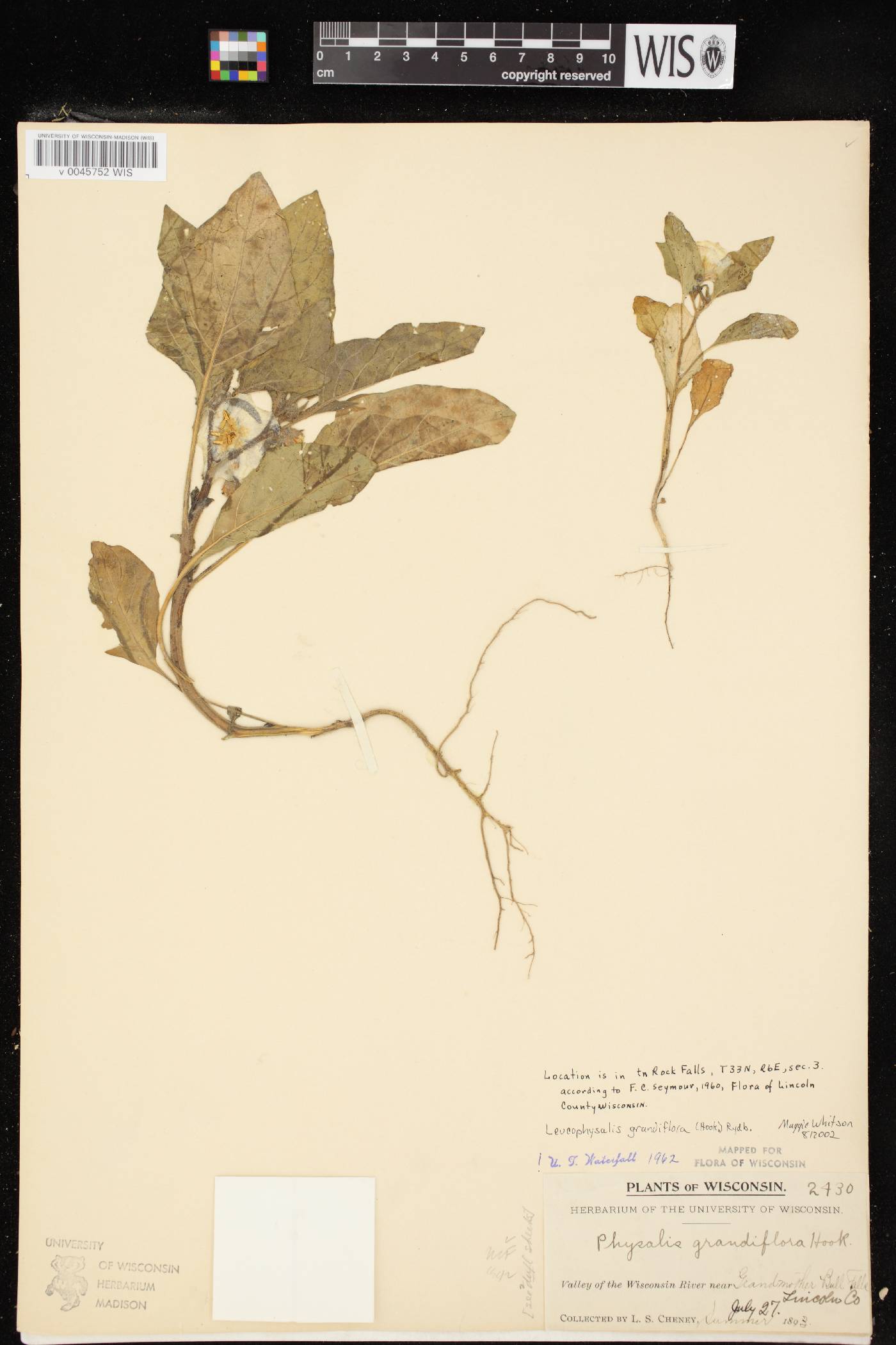 Leucophysalis grandiflora image