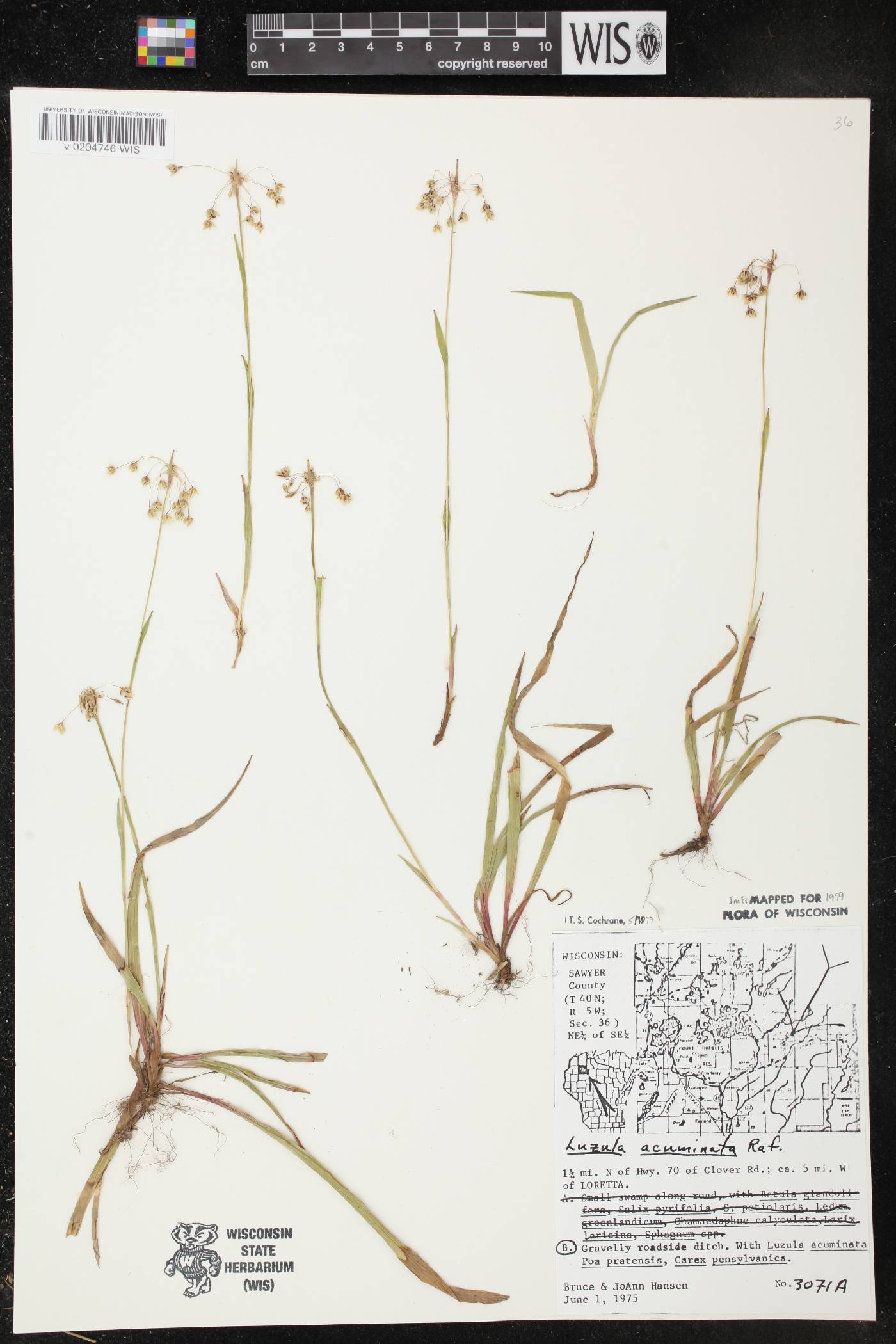 Luzula acuminata var. acuminata image