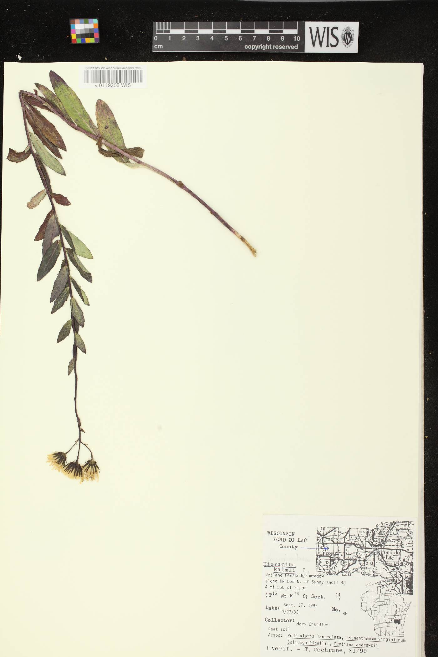 Hieracium umbellatum image