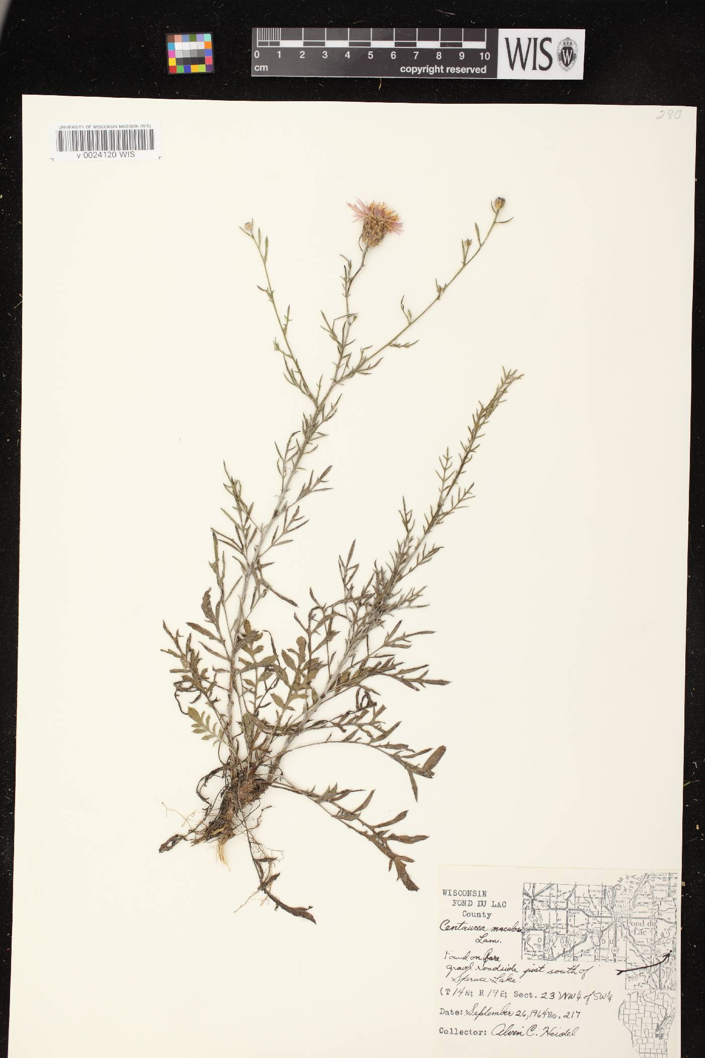 Centaurea stoebe subsp. micranthos image