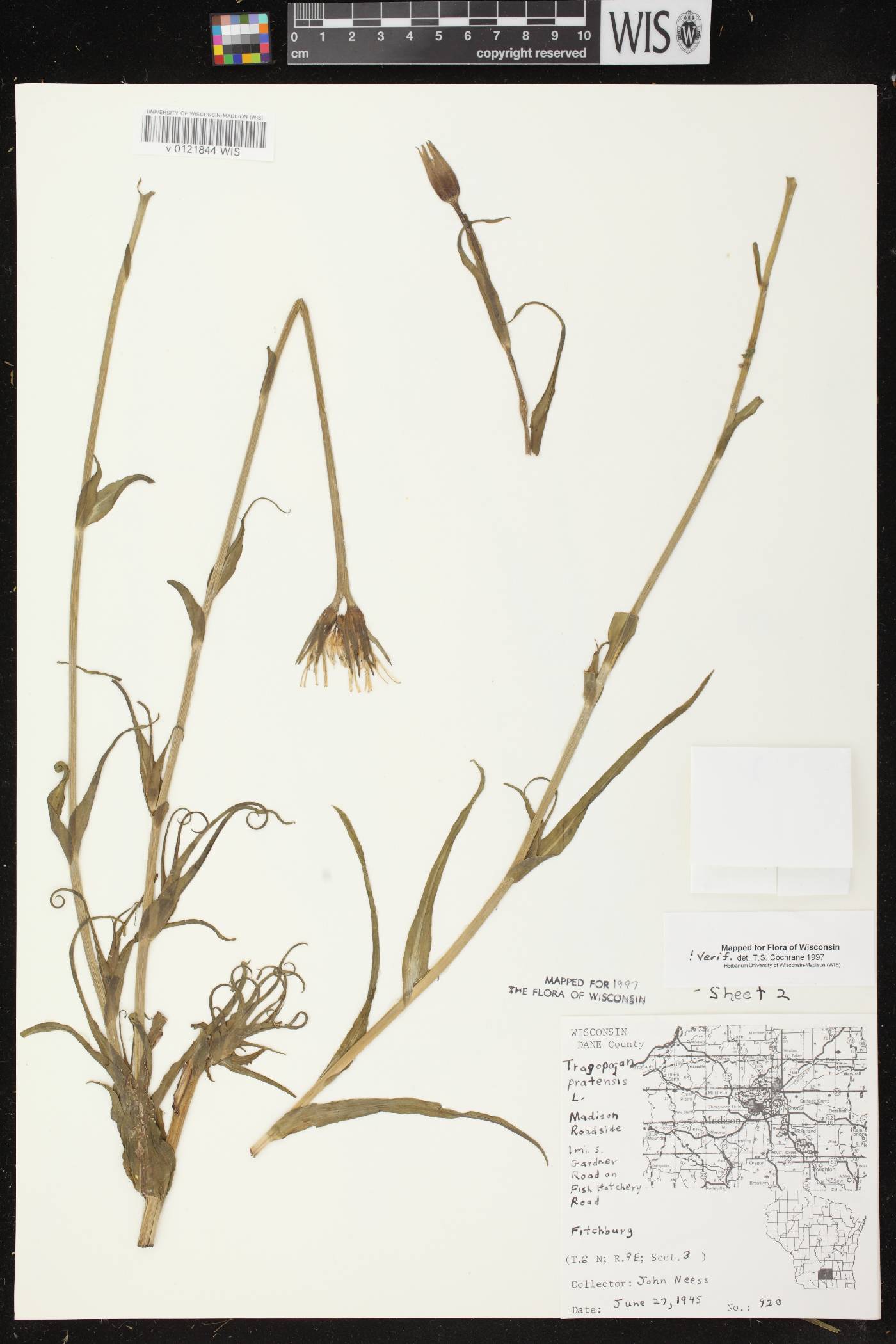 Tragopogon pratensis image