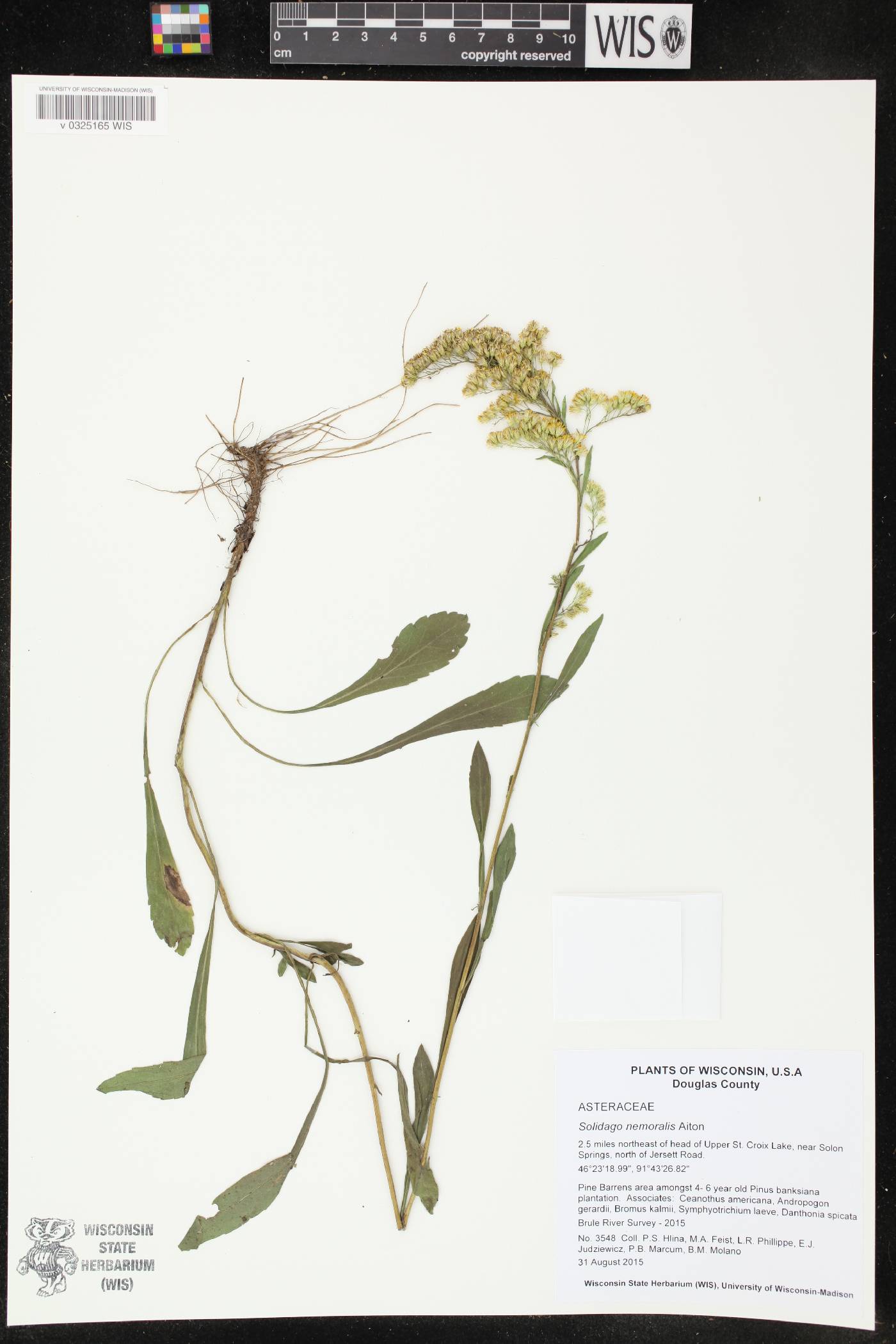 Solidago nemoralis image
