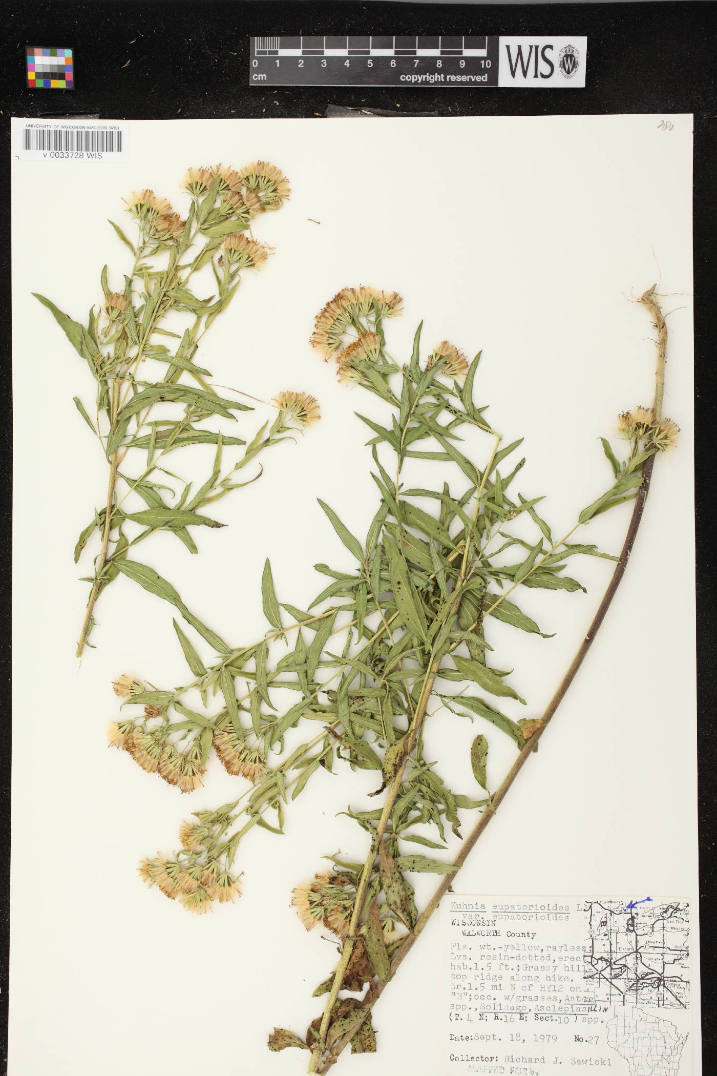 Brickellia eupatorioides image
