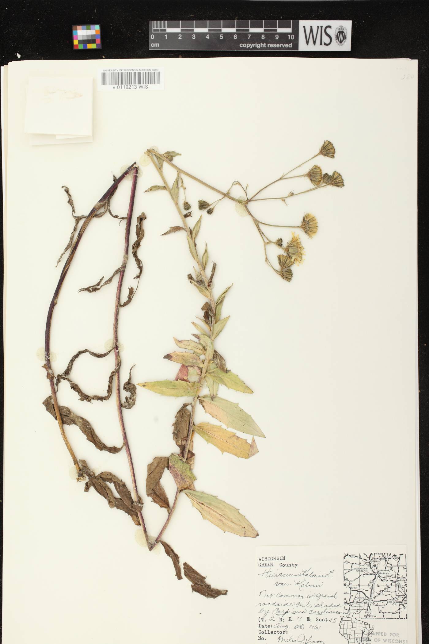 Hieracium umbellatum image